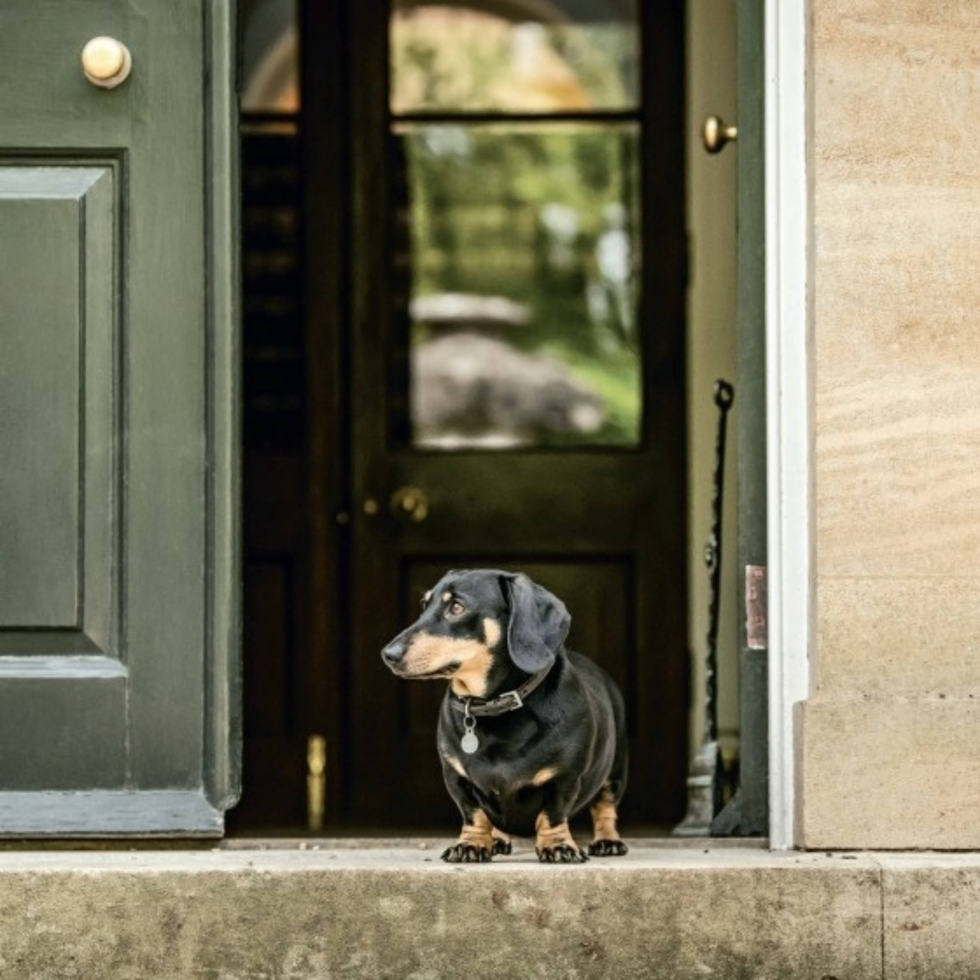Country Life's Book of Dogs