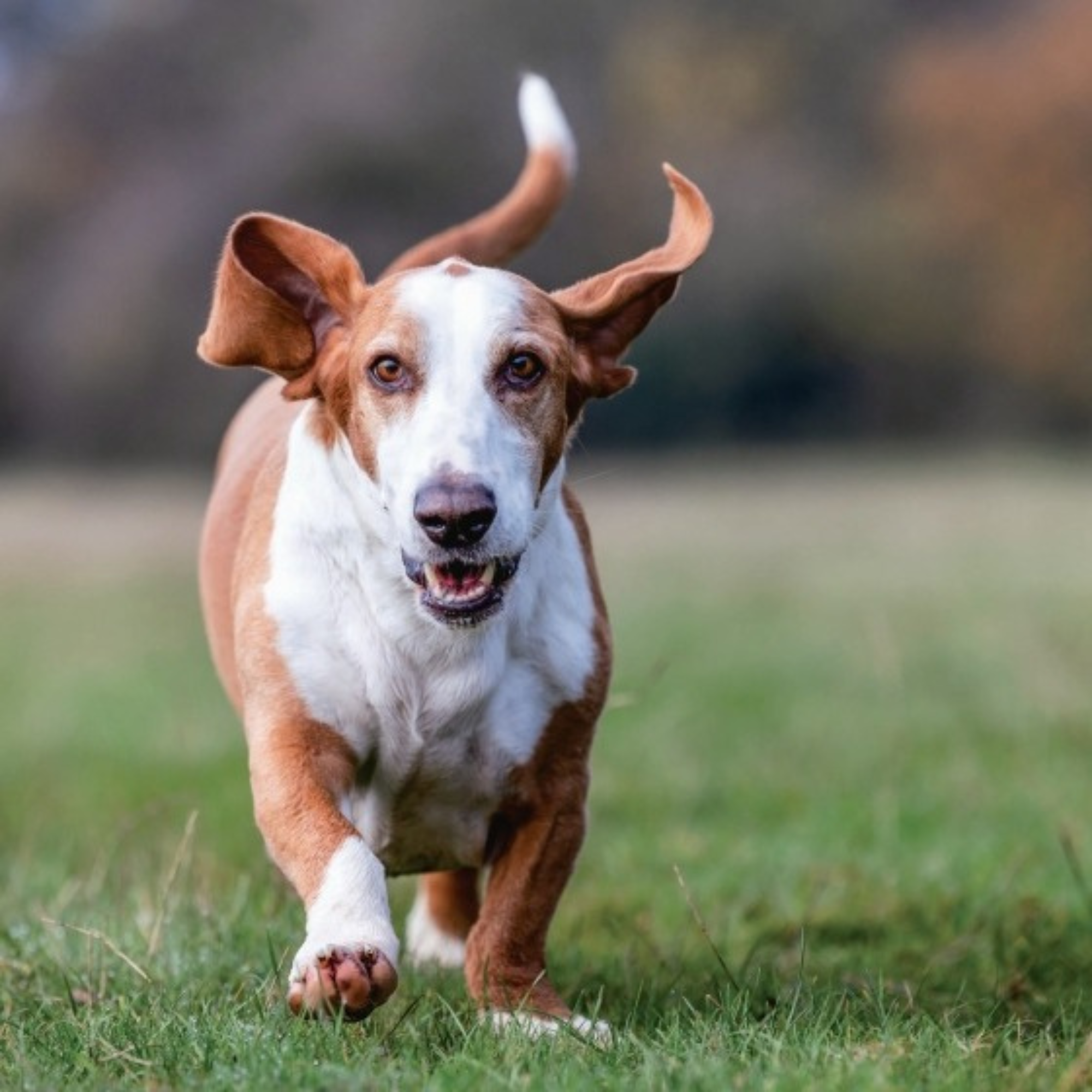 Country Life's Book of Dogs
