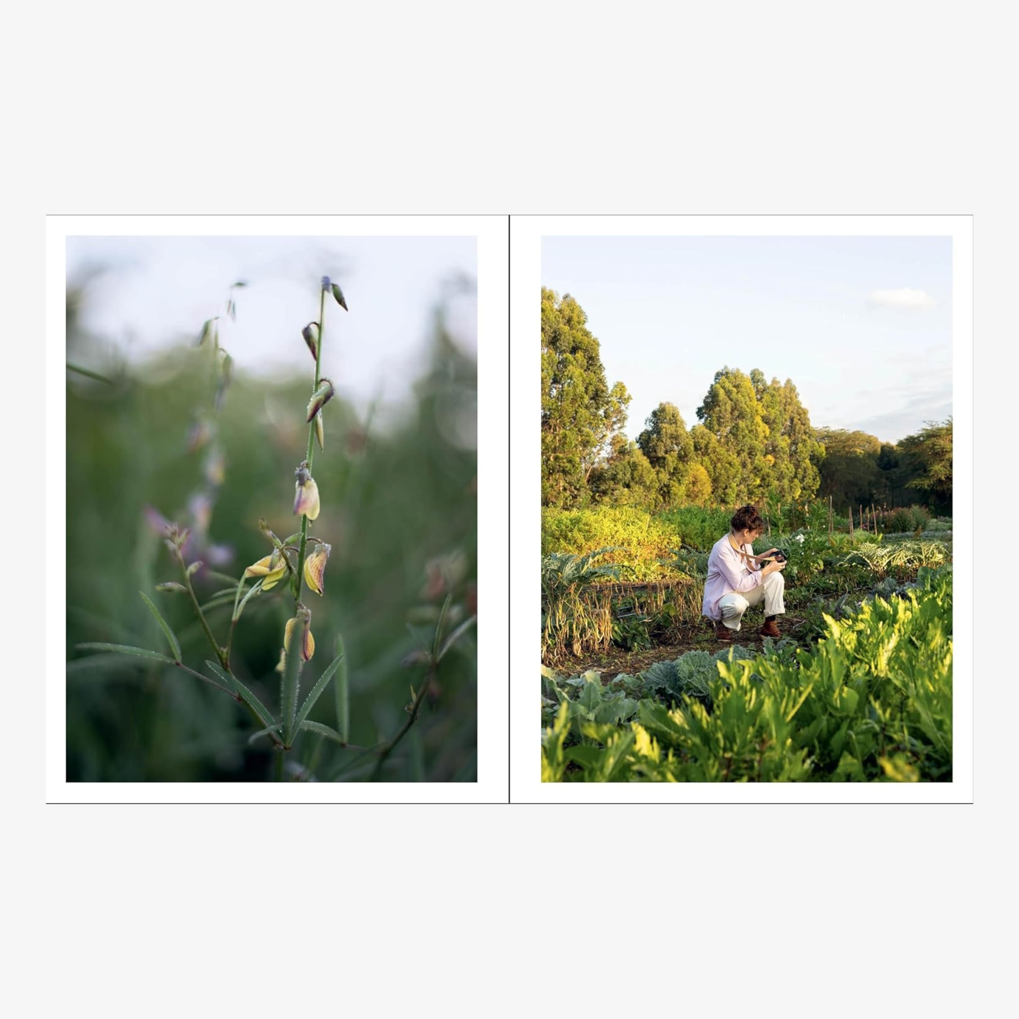 Naturalistic Flowers: A Year of Plants, Places, and People