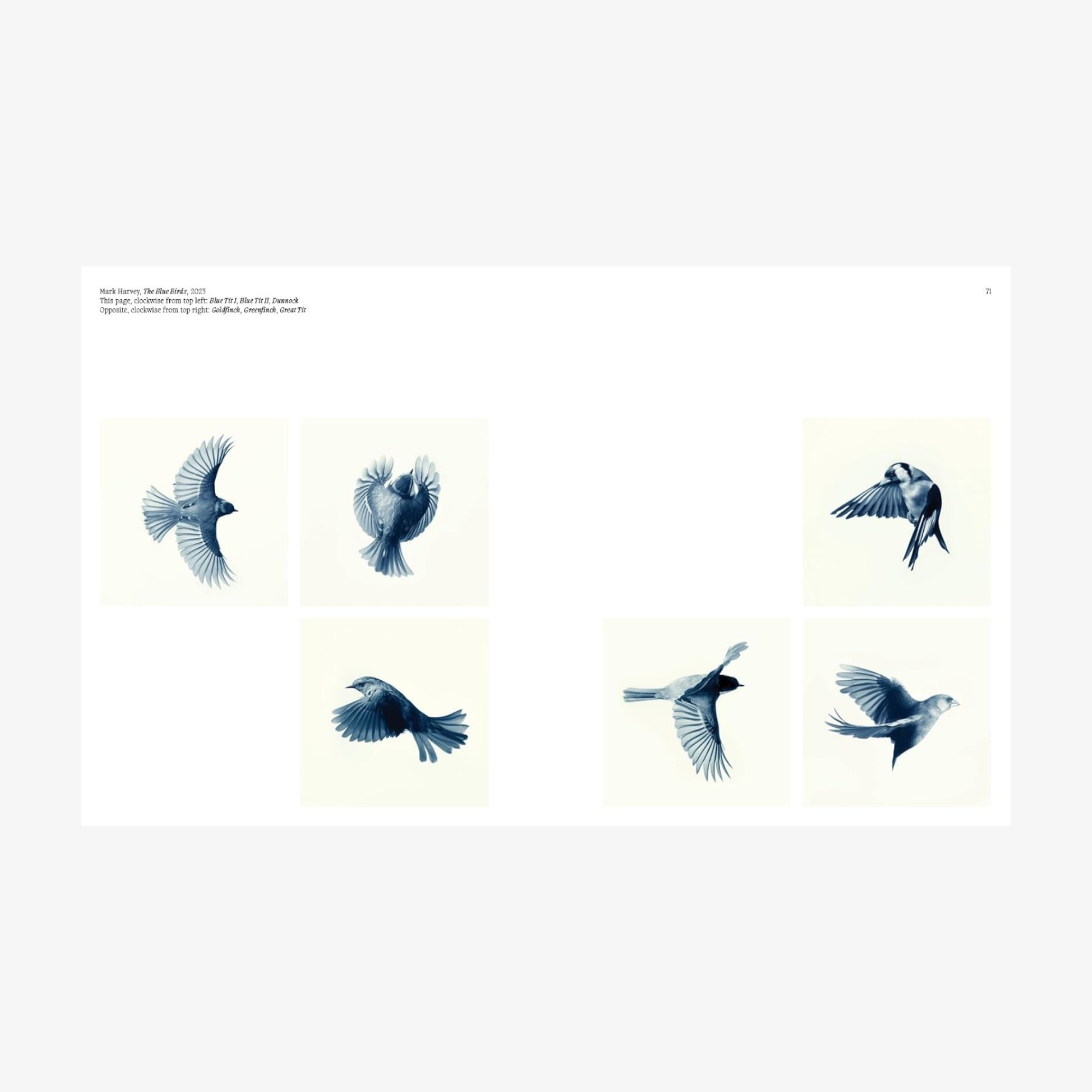 Aviary: The Bird in Contemporary Photography