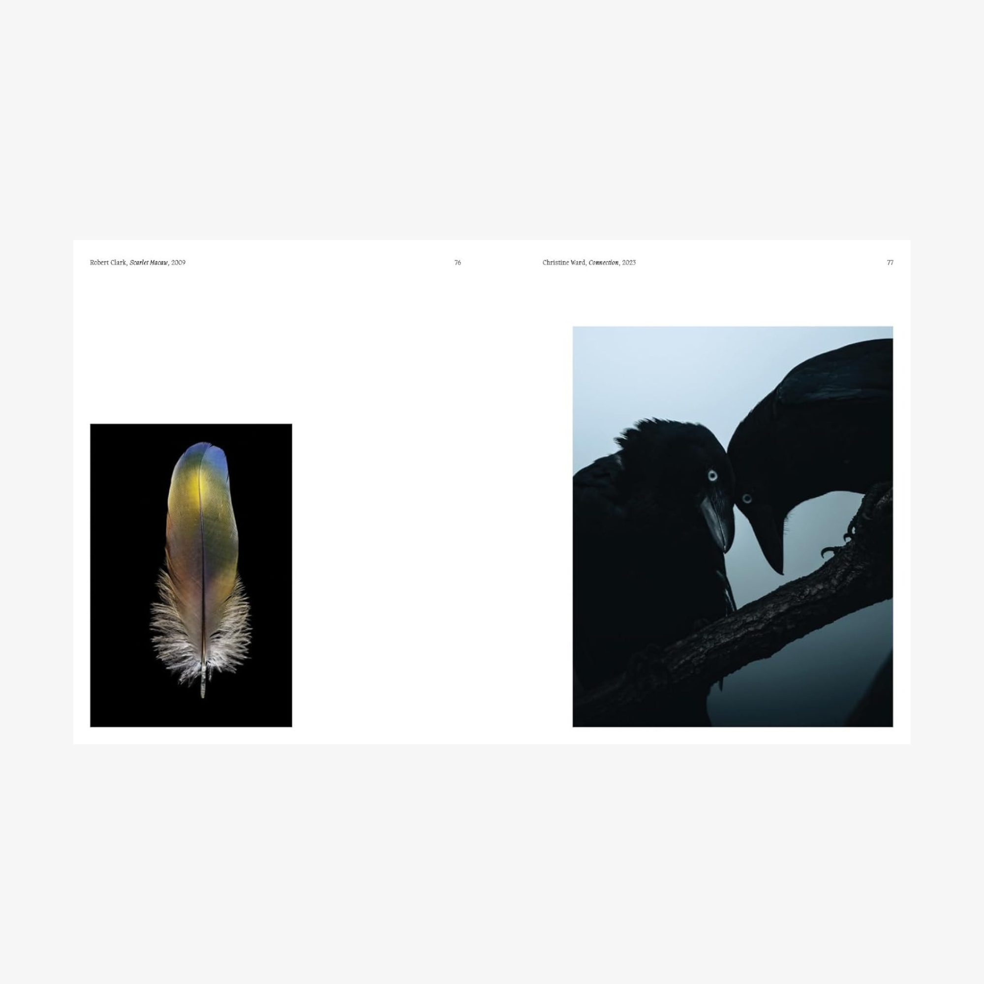 Aviary: The Bird in Contemporary Photography