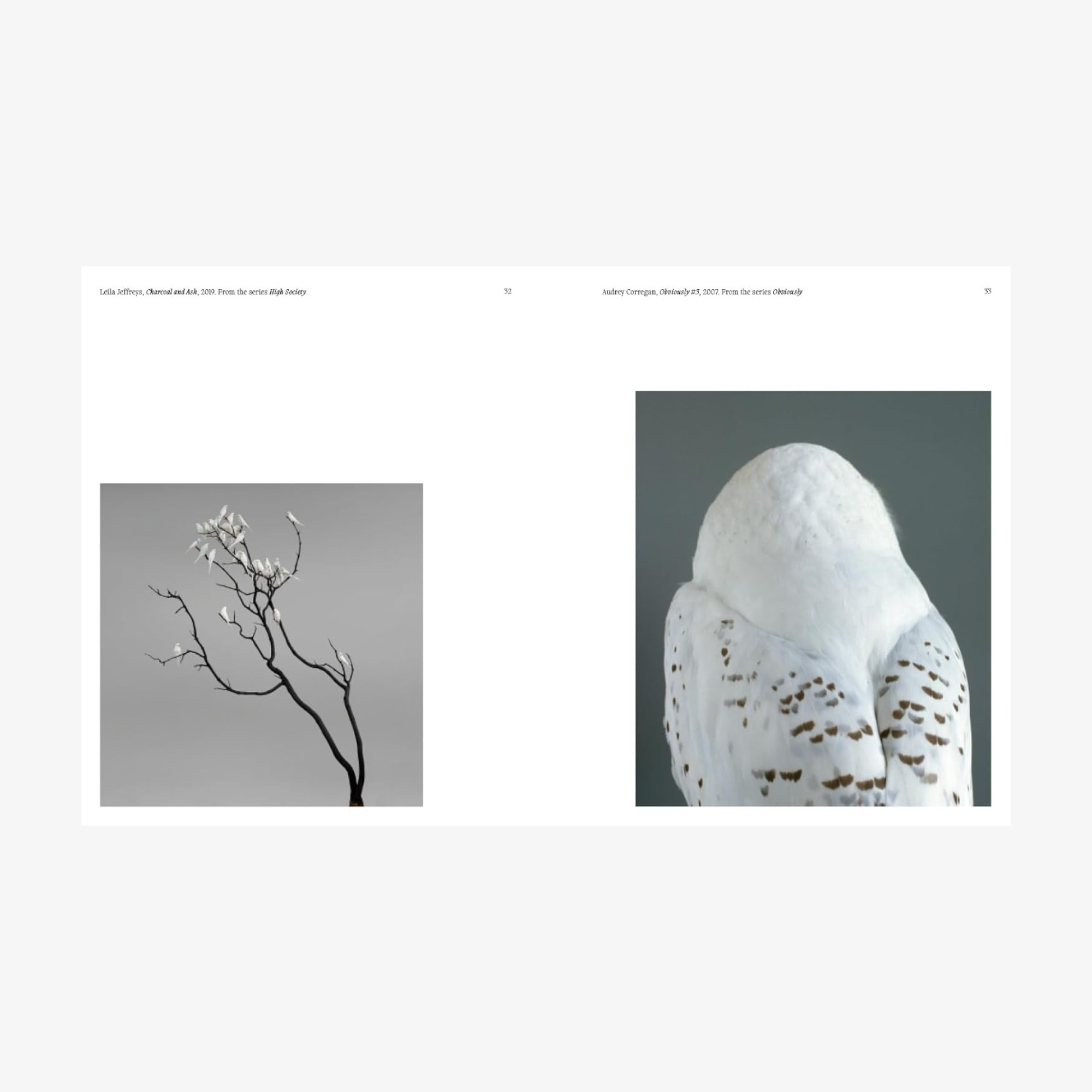 Aviary: The Bird in Contemporary Photography