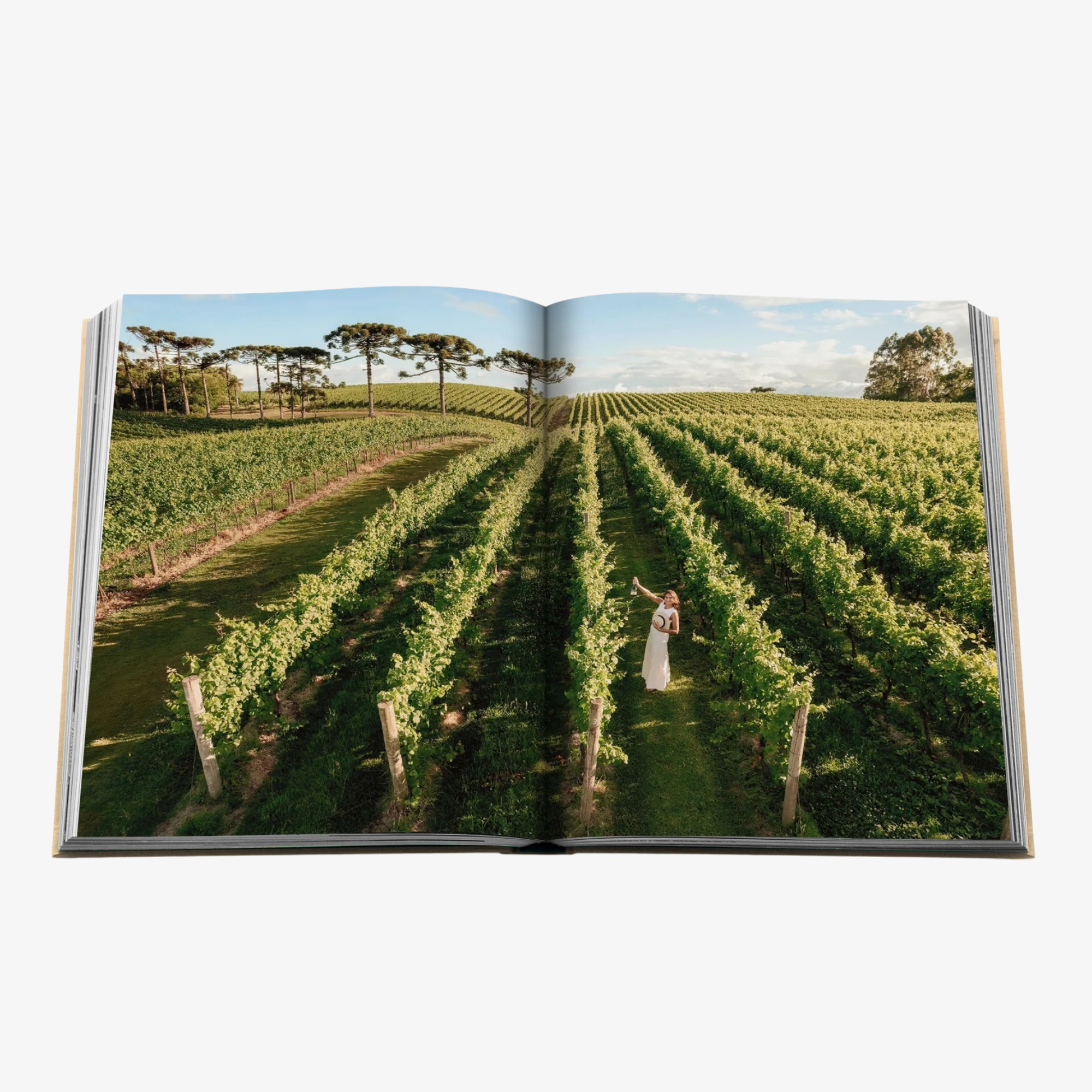 Wine & Travel: Latin America