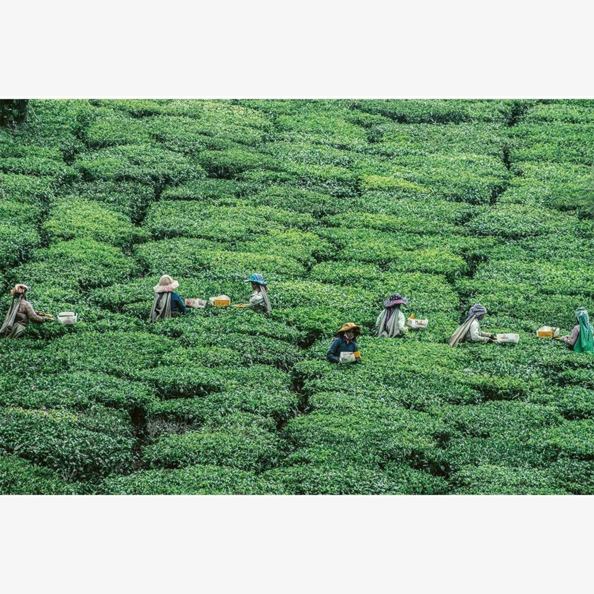 Charming Tea Rooms: From Great Britain to the World