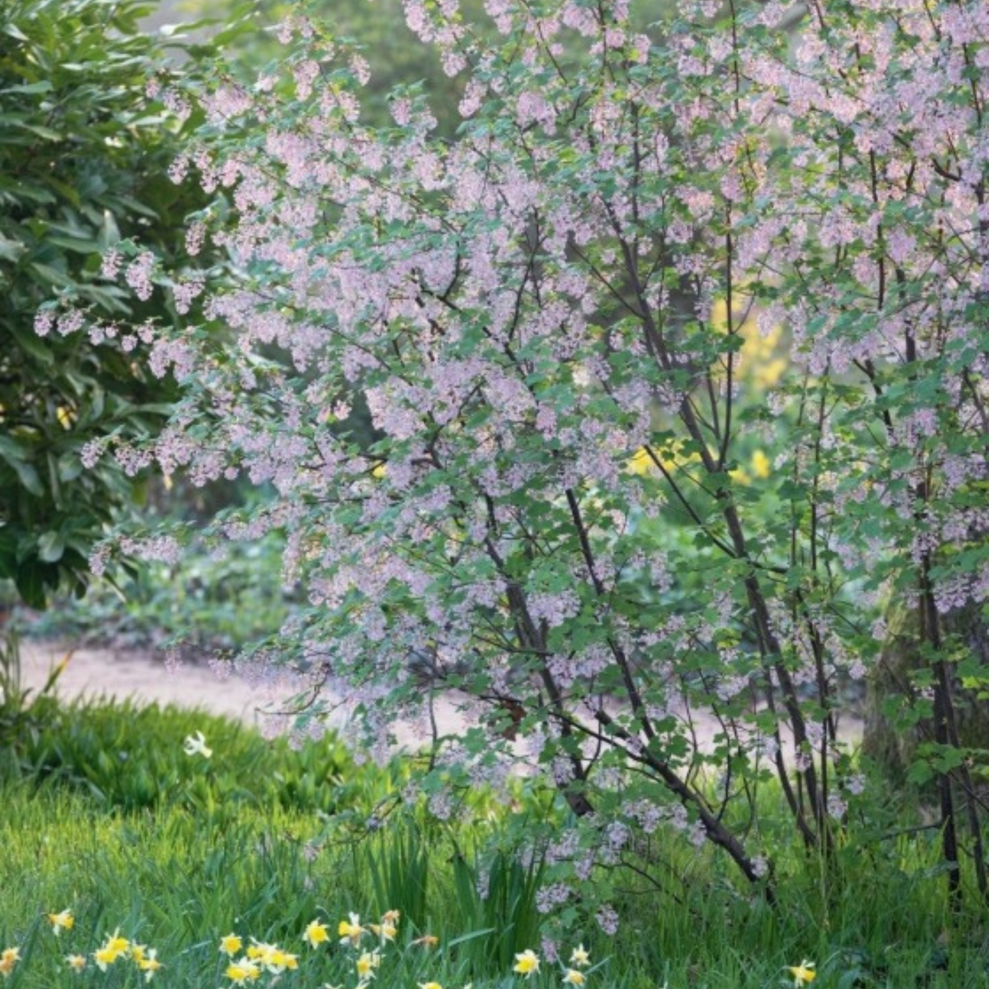 Gardens Illustrated: The New Beautiful: Inspiring Gardens for a Resilient Future