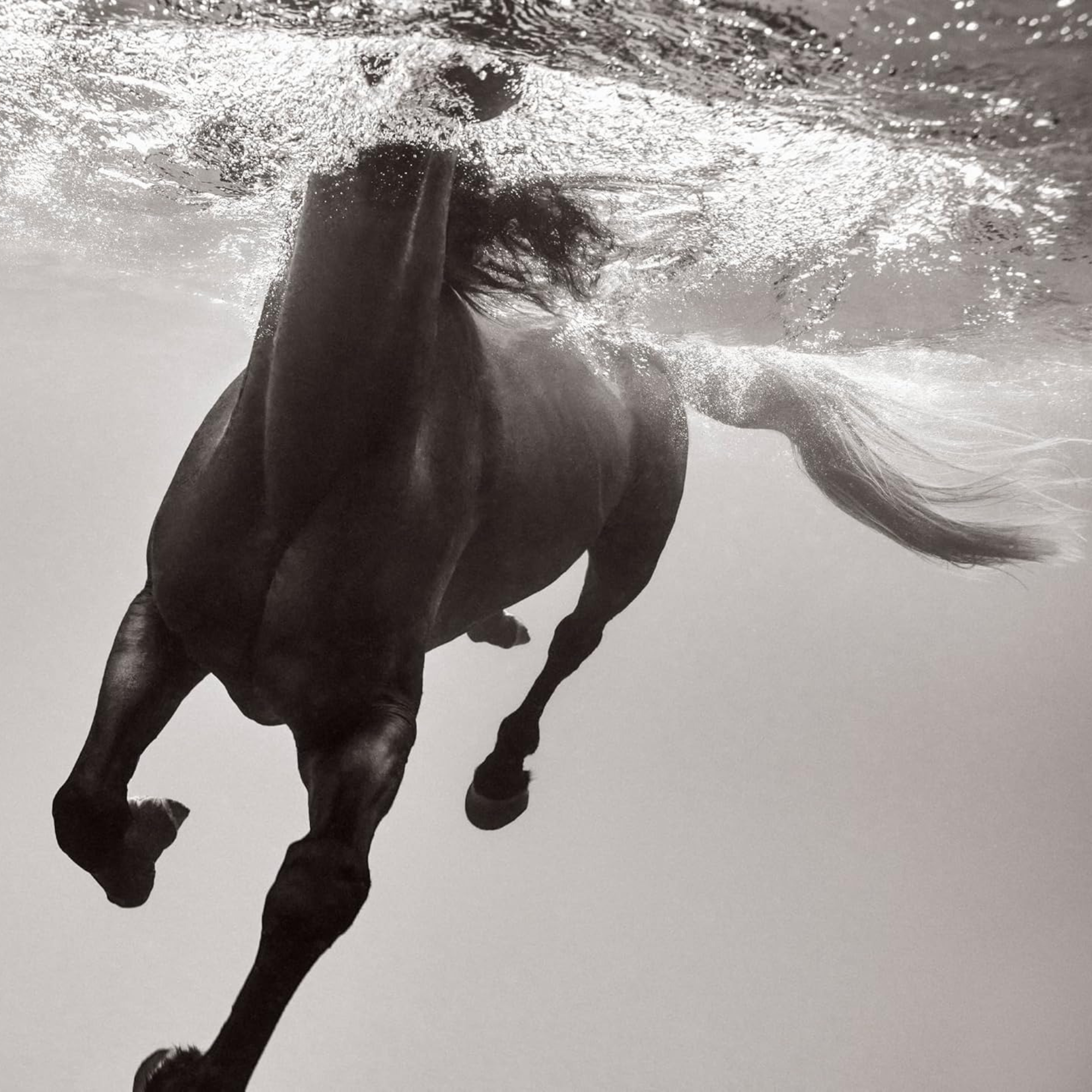 Untamed Spirits: Horses from Around the World
