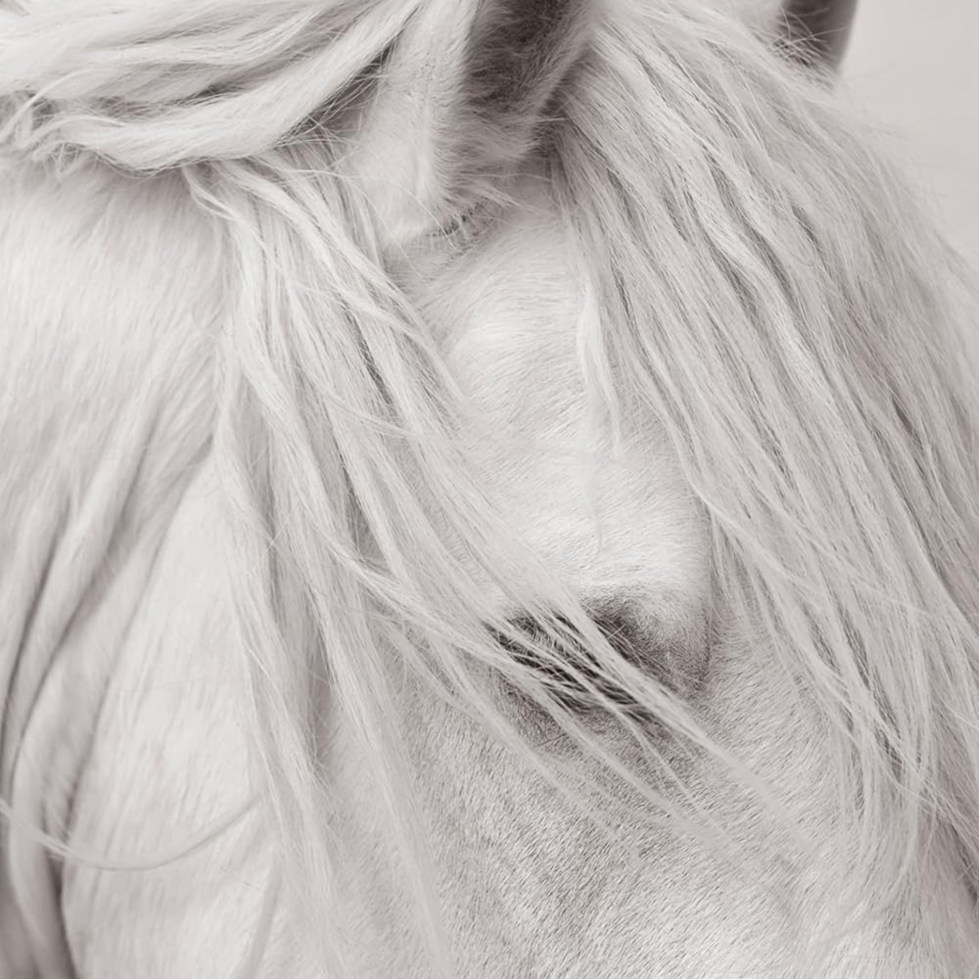 Untamed Spirits: Horses from Around the World