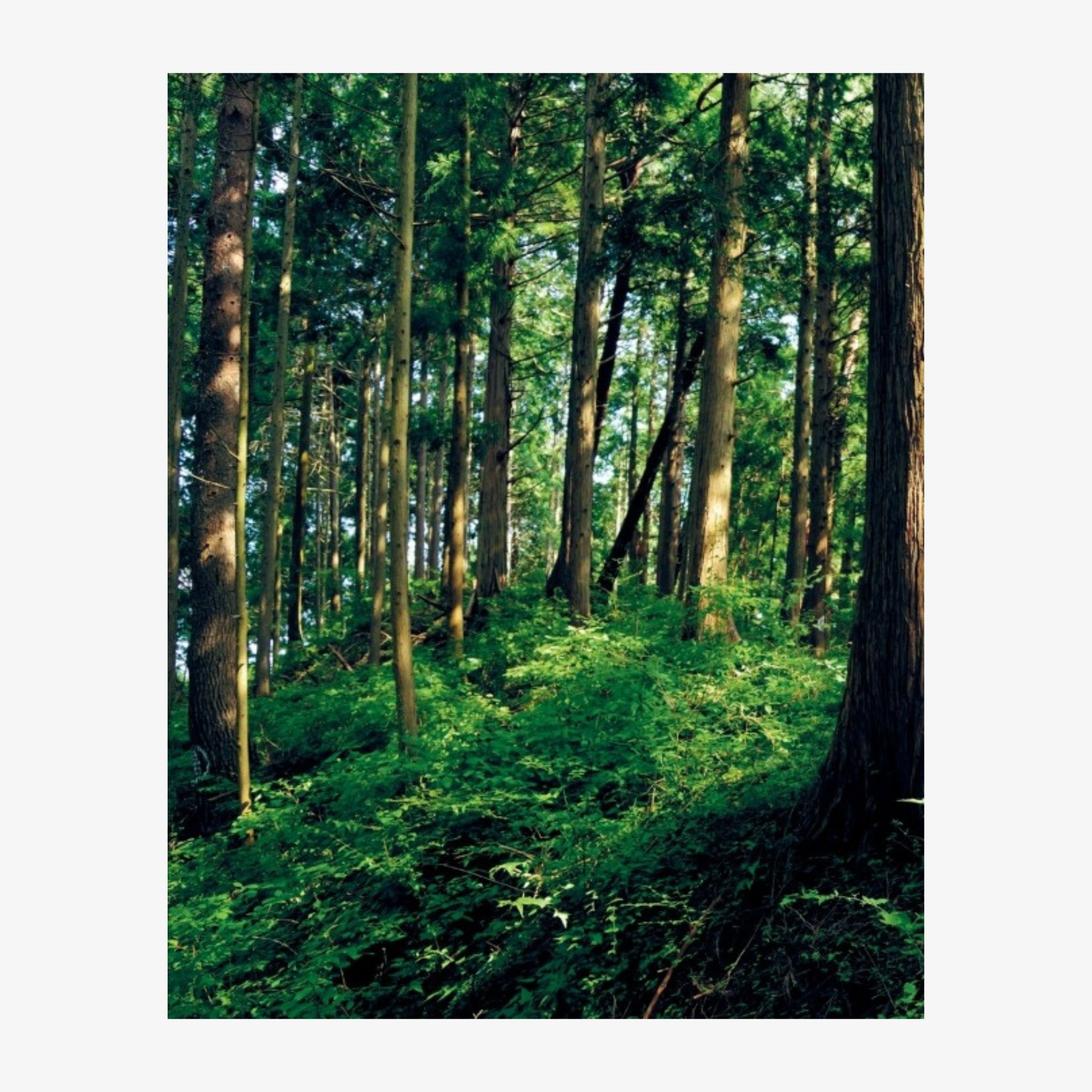 Koichi Takada: Naturalizing Architecture