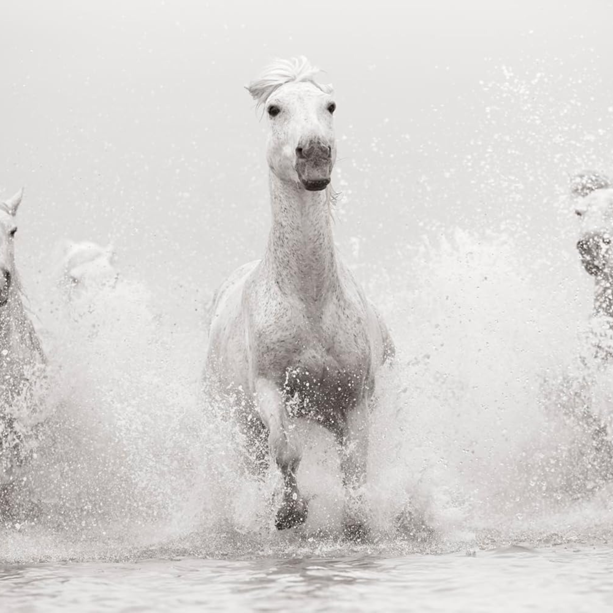 Untamed Spirits: Horses from Around the World