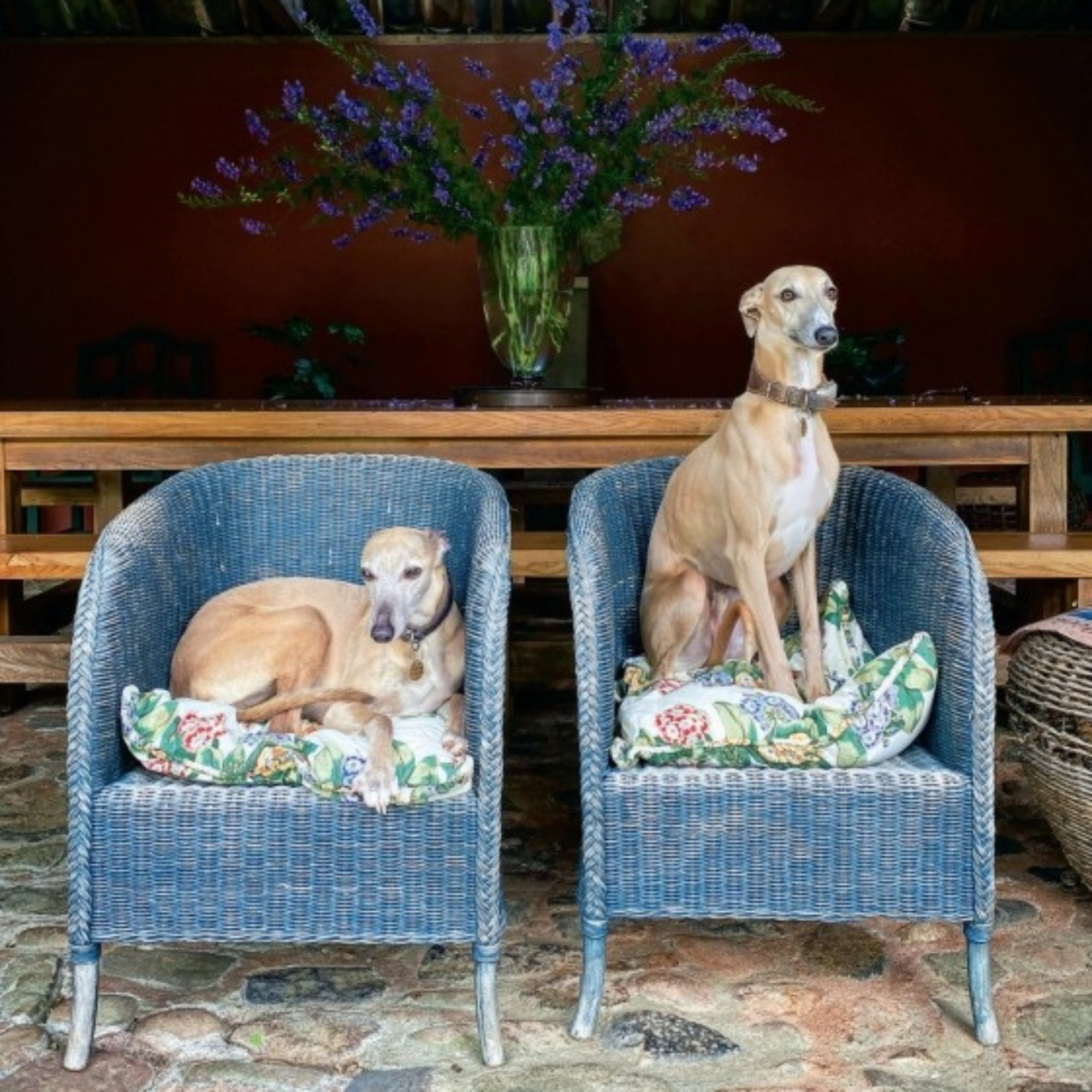 Country Life's Book of Dogs