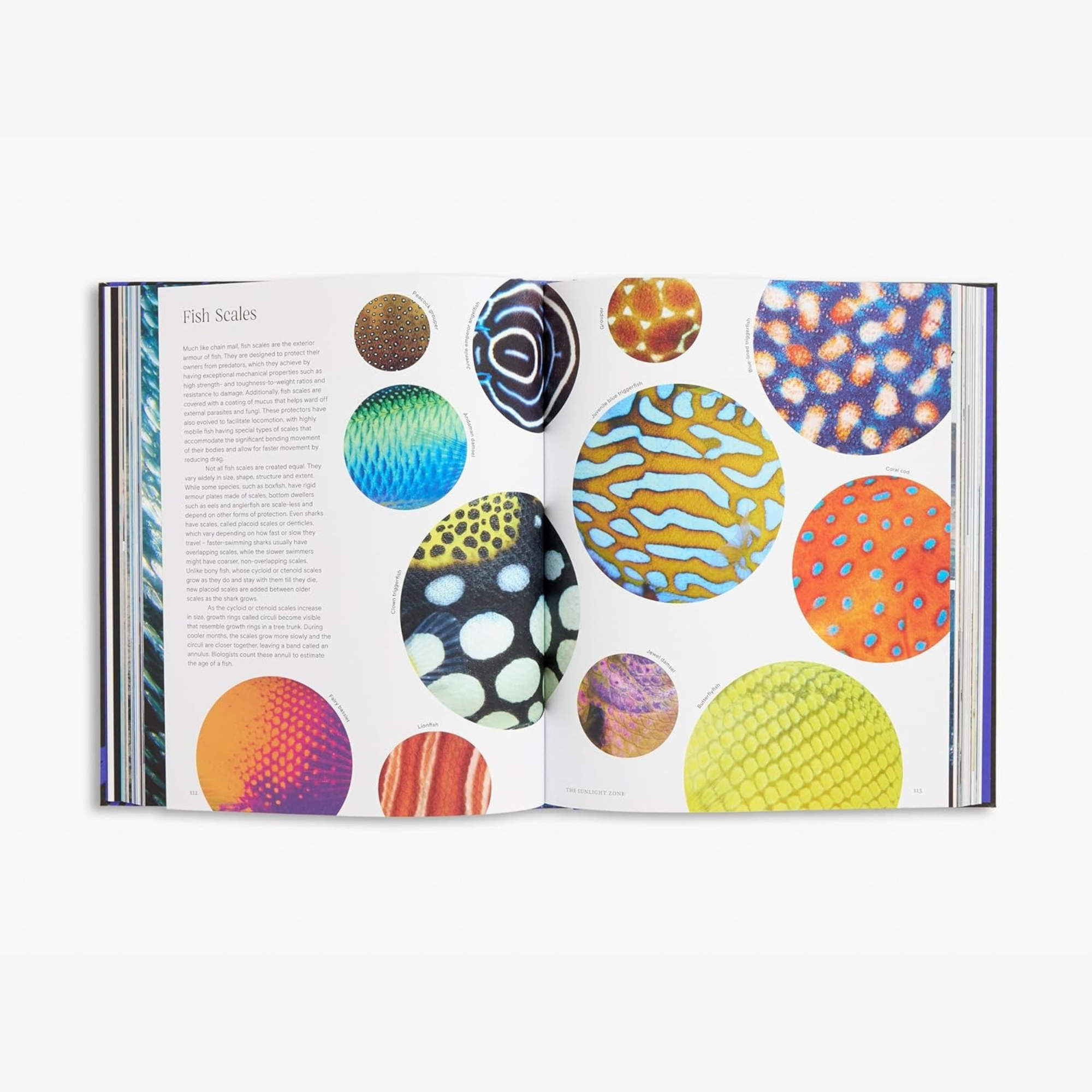 Ocean: From the Shore to the Abyss