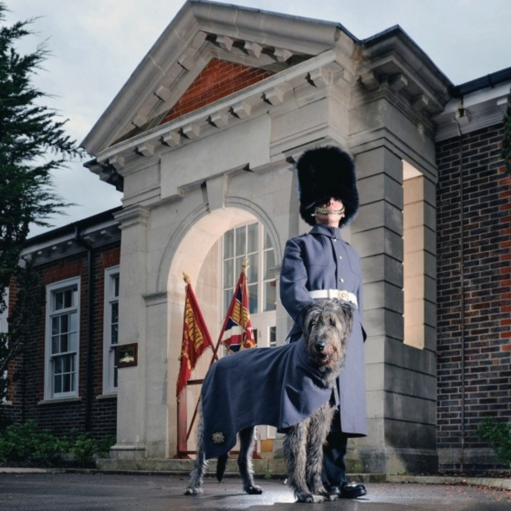 Country Life's Book of Dogs