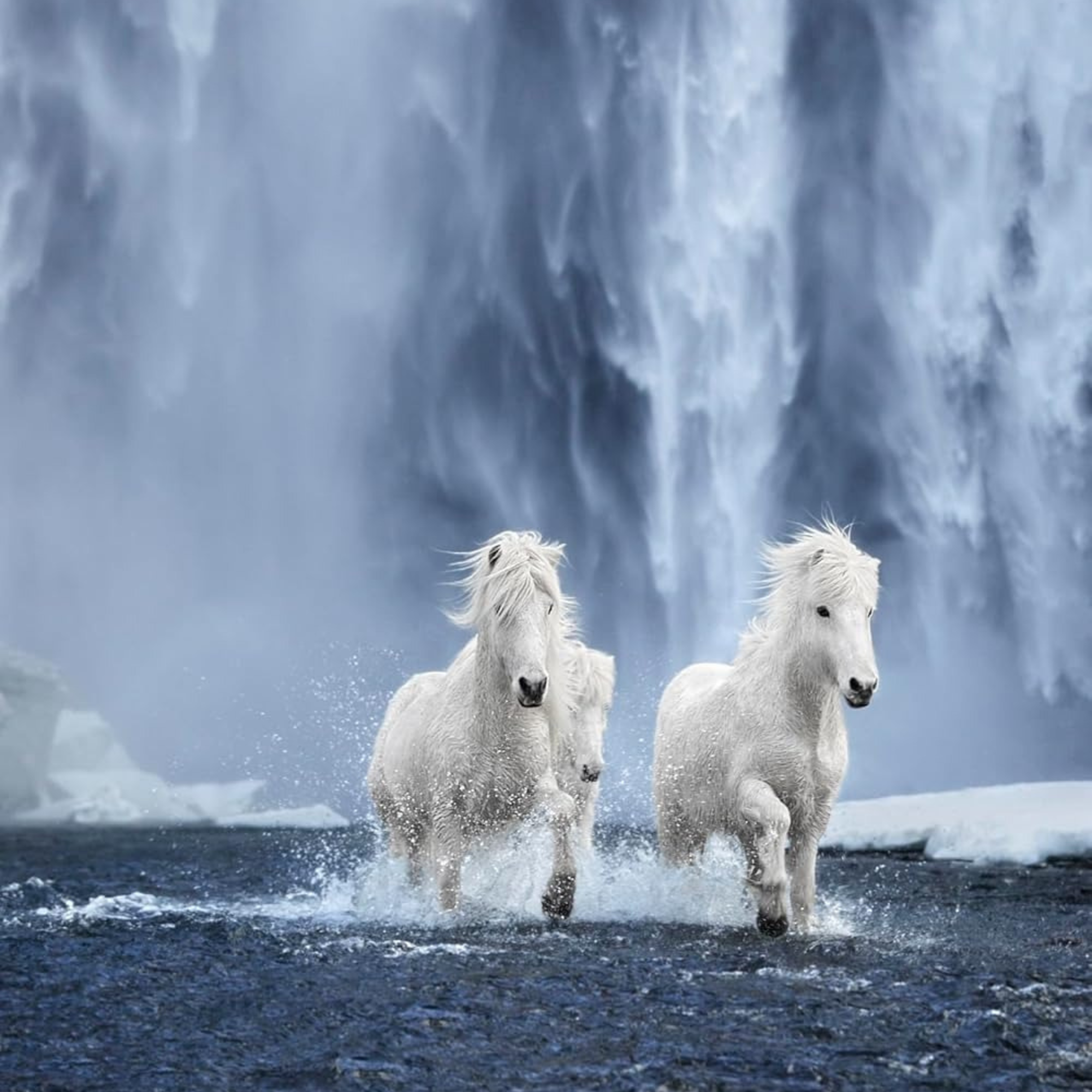 Untamed Spirits: Horses from Around the World