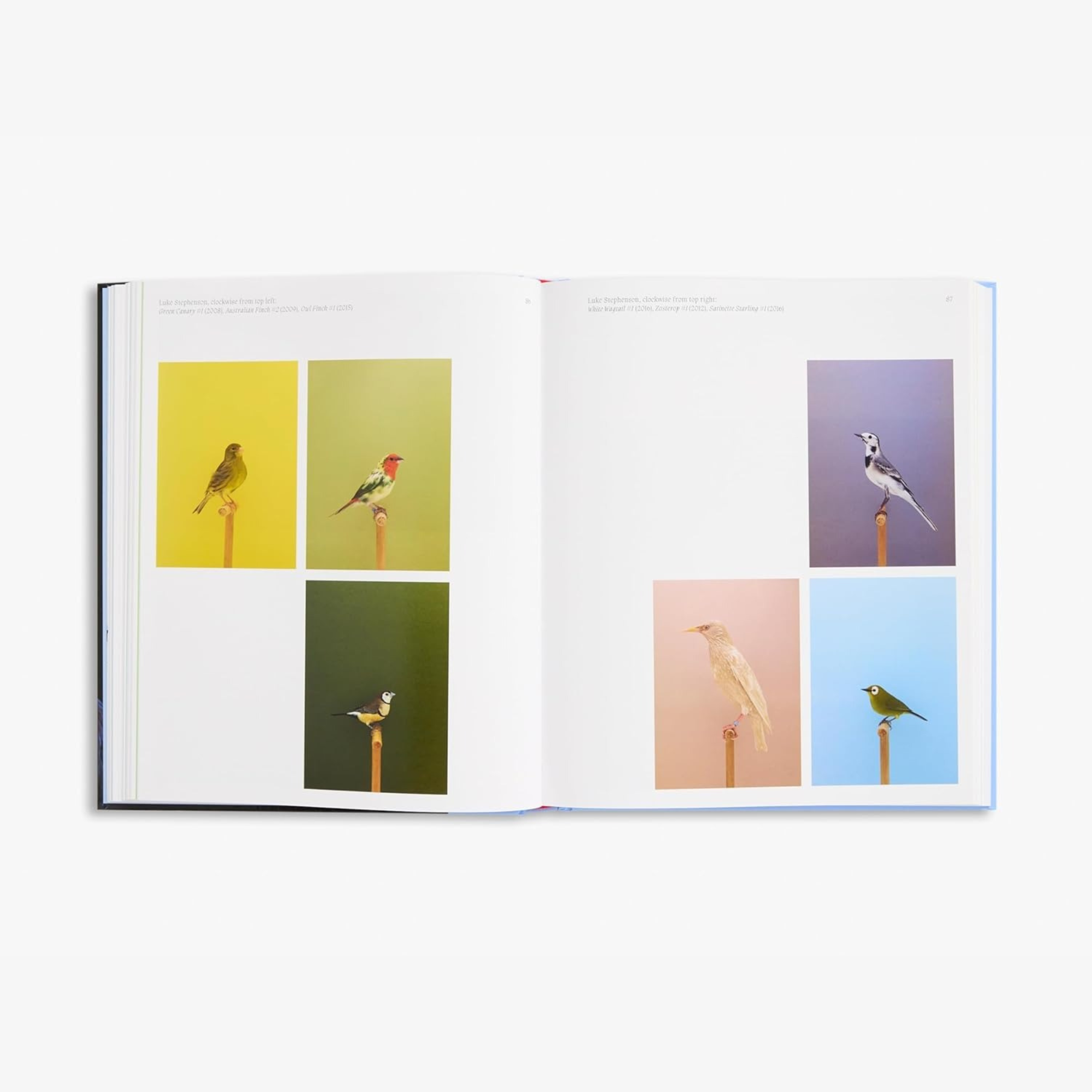 Aviary: The Bird in Contemporary Photography