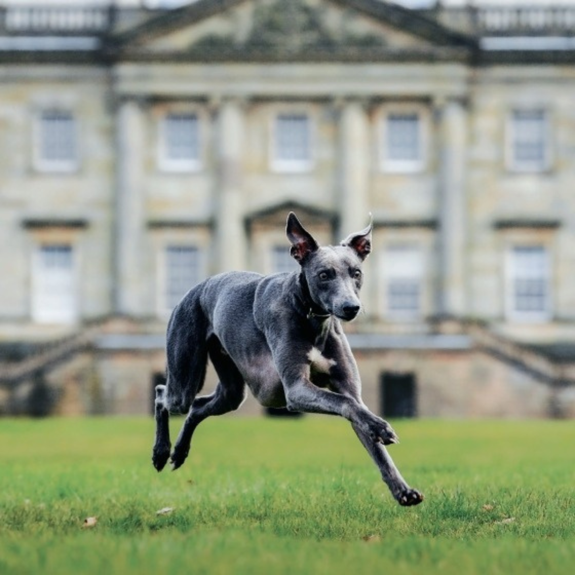 Country Life's Book of Dogs