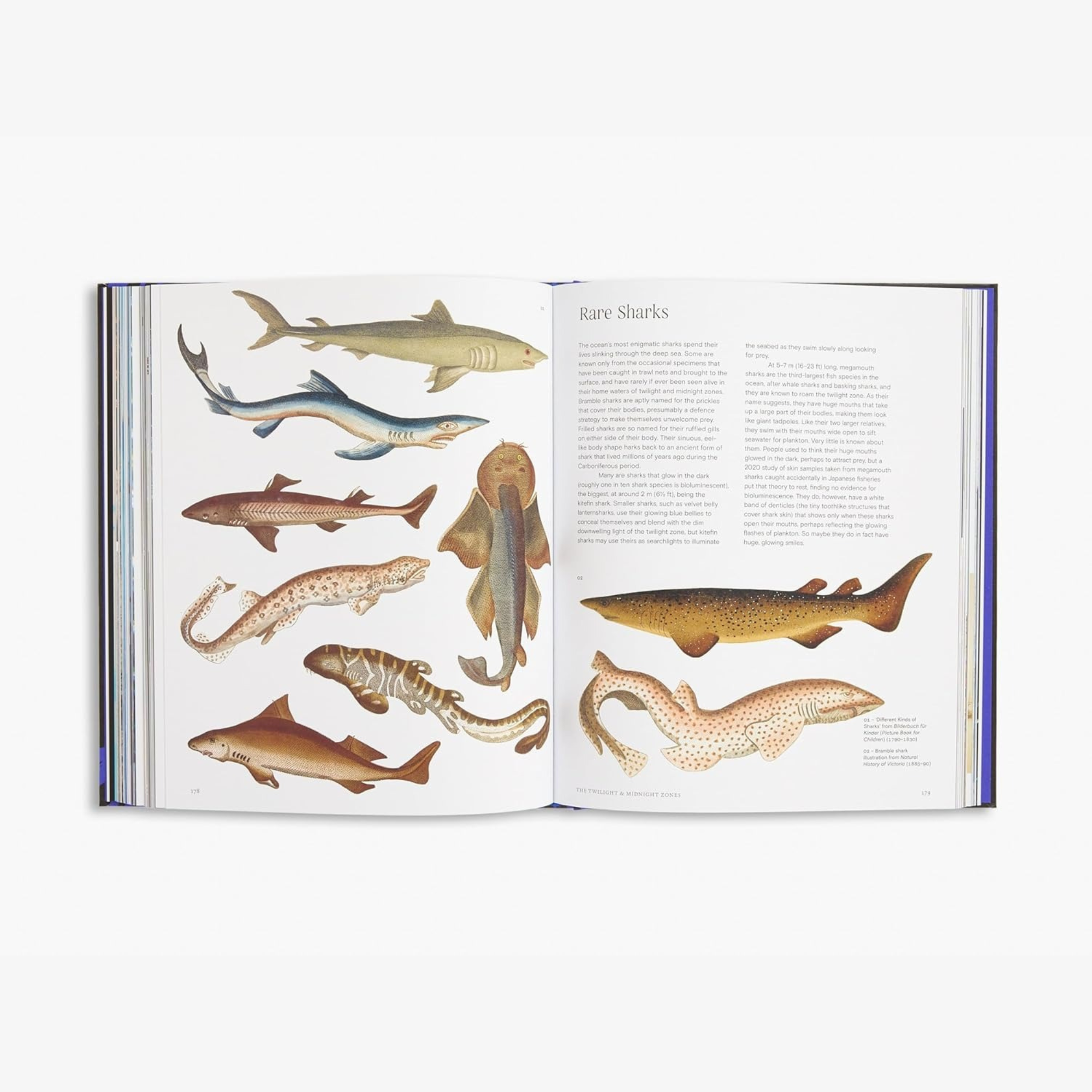 Ocean: From the Shore to the Abyss