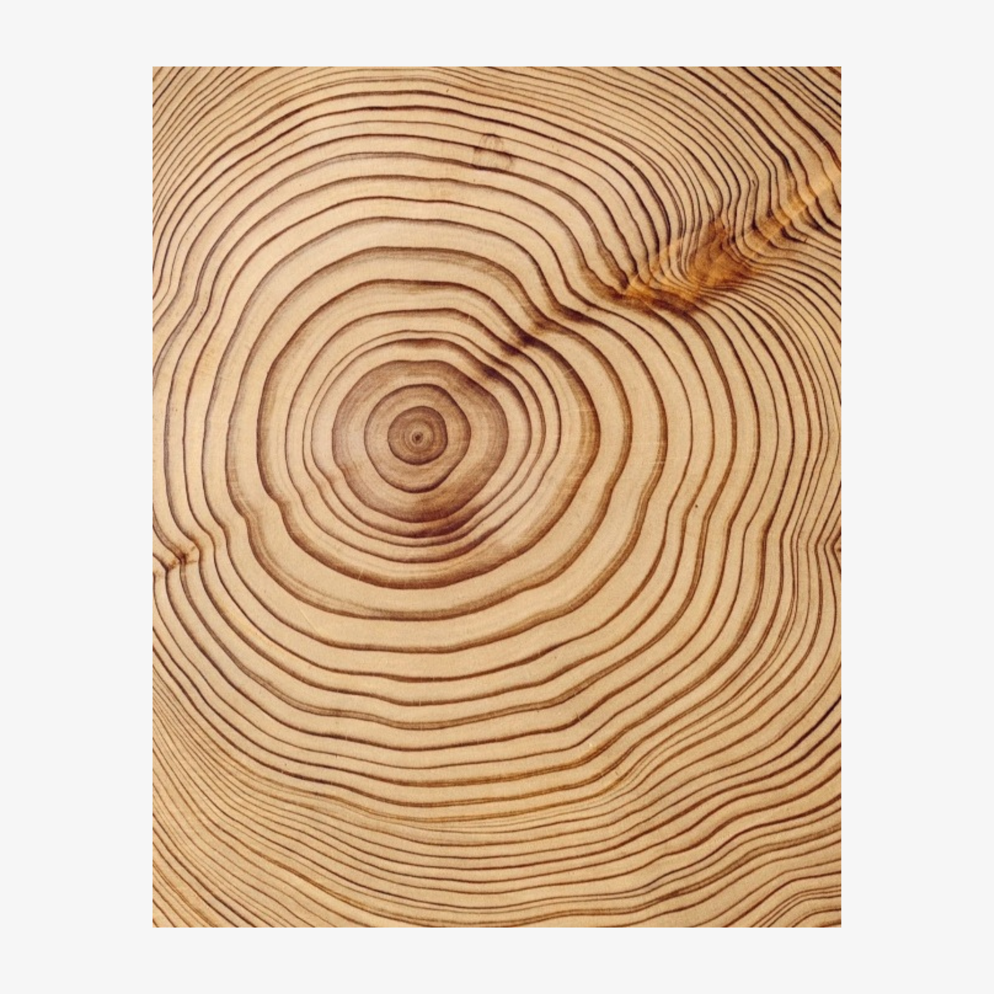 Koichi Takada: Naturalizing Architecture