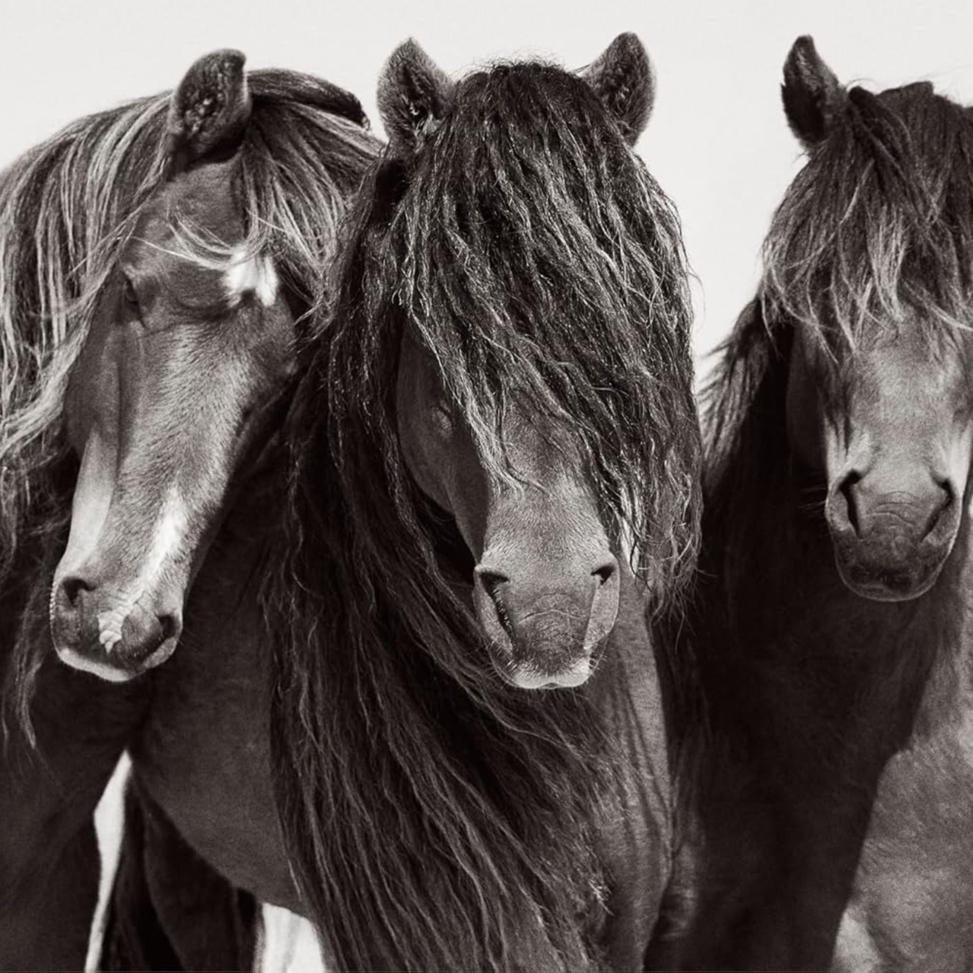 Untamed Spirits: Horses from Around the World