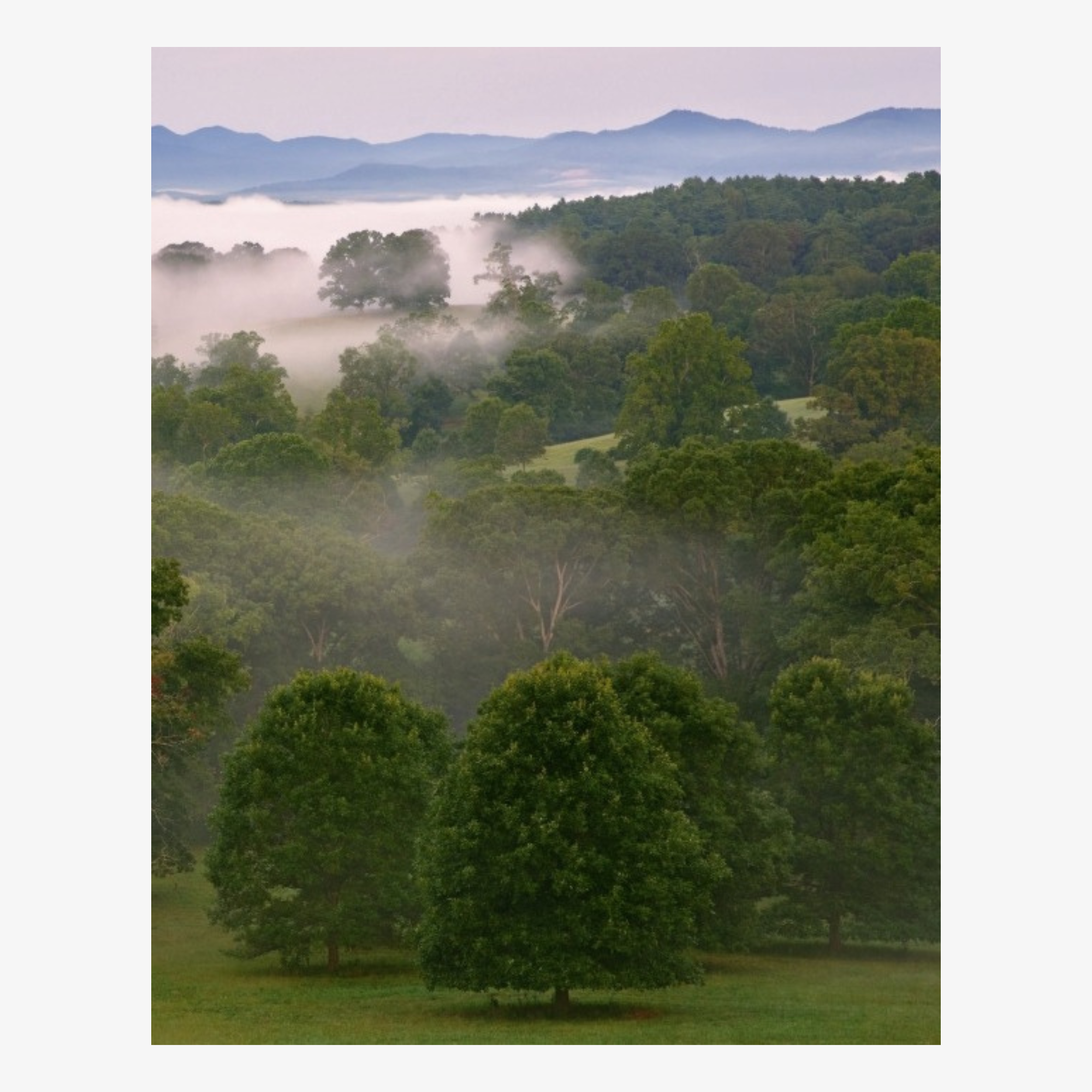 Biltmore House: The Interiors and Collections of George W. Vanderbilt