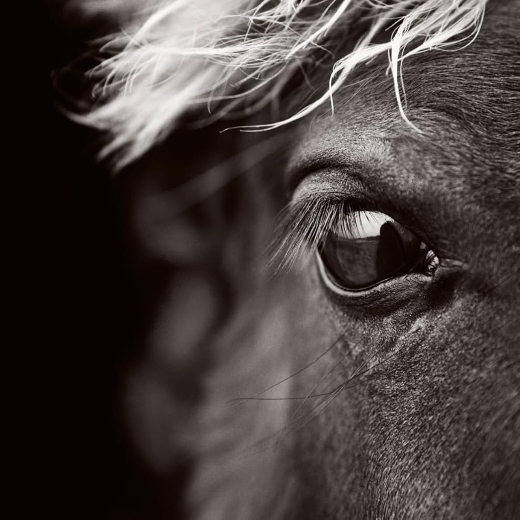 Untamed Spirits: Horses from Around the World