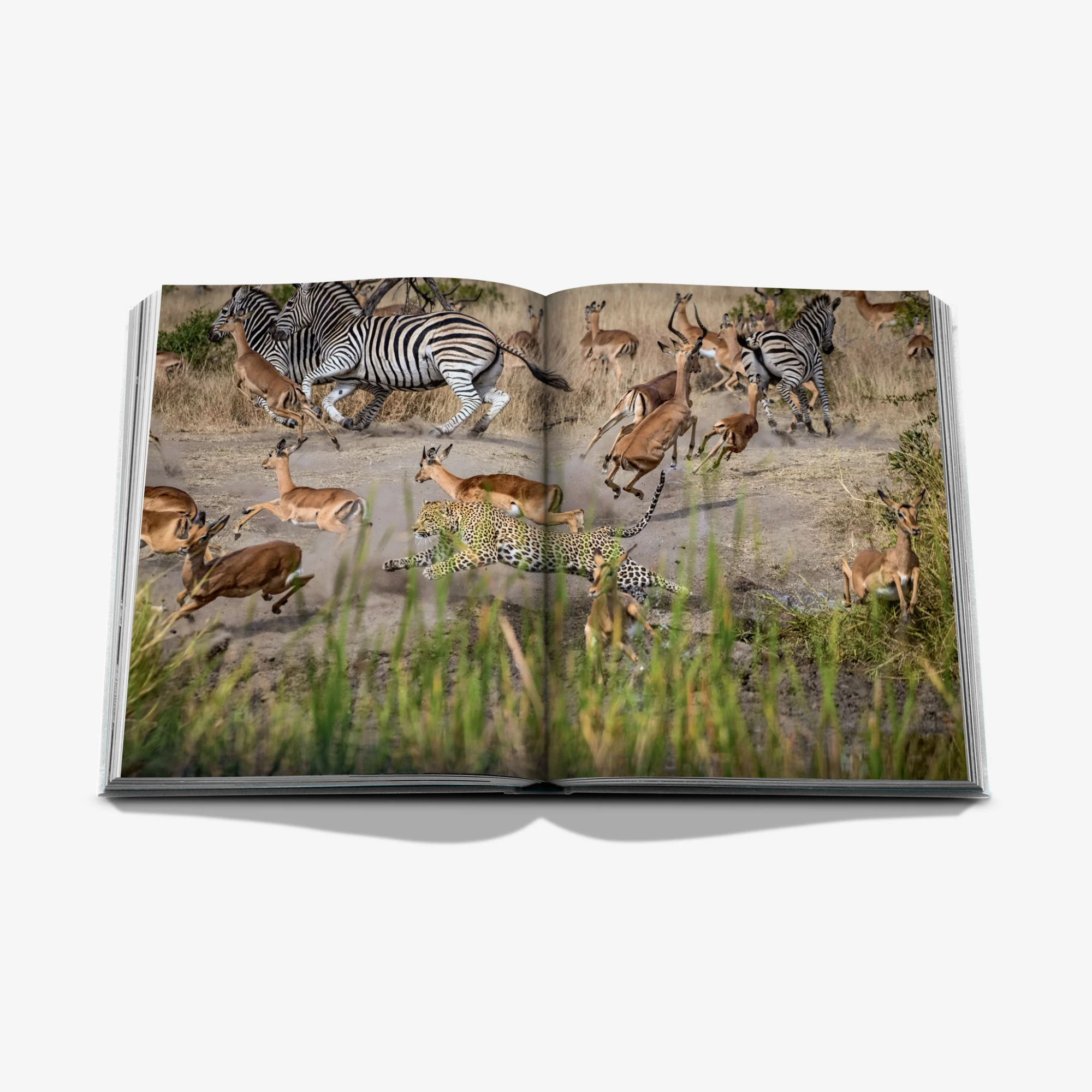 Londolozi: The Safari That Changed Everything