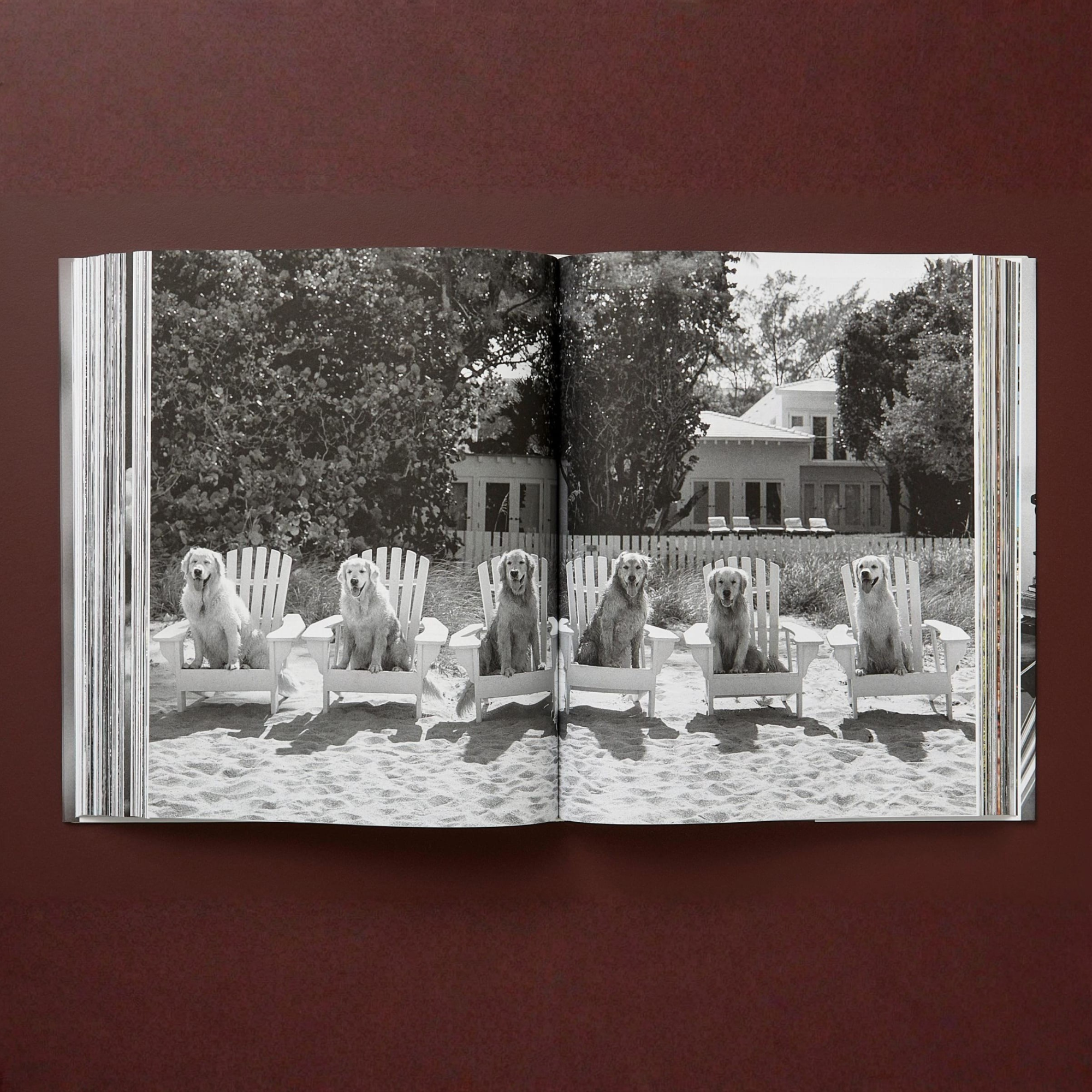 Bruce Weber: The Golden Retriever Photographic Society