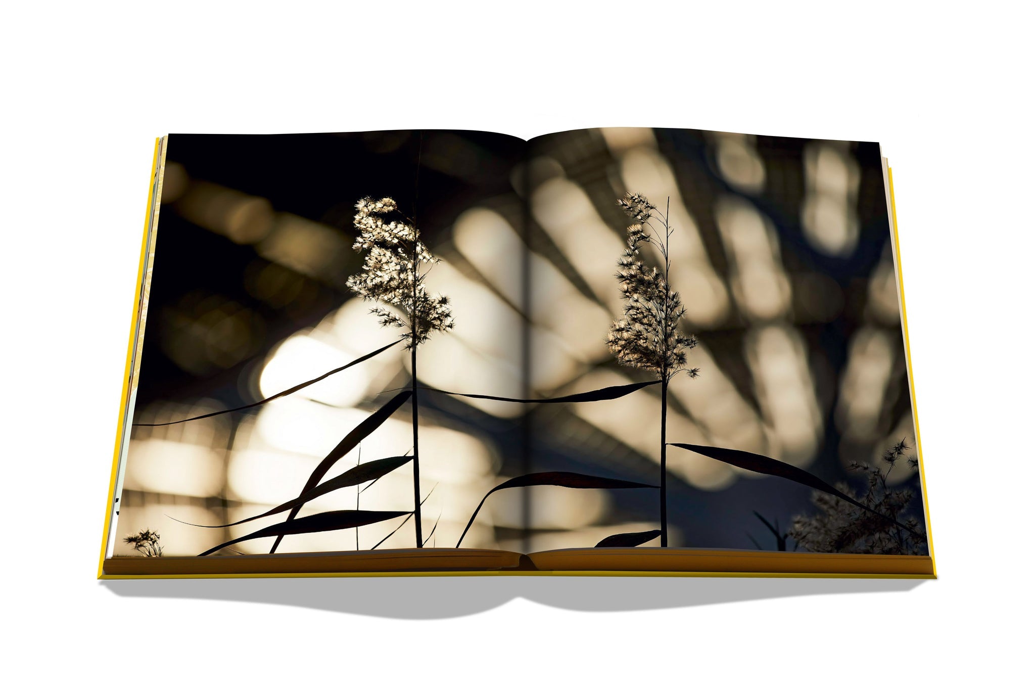 Expo 2020 Dubai: Catalog-Site, Themes, Architecture