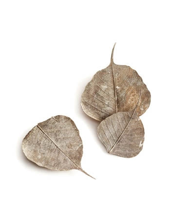 Silvered Ghost Leaf - Set of 12