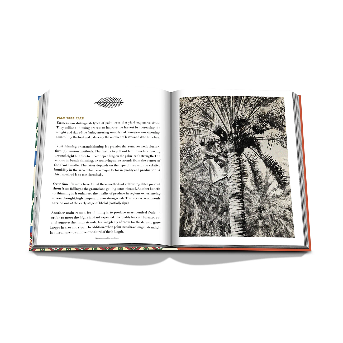 Saudi Dates: A Portrait of the Sacred Fruit