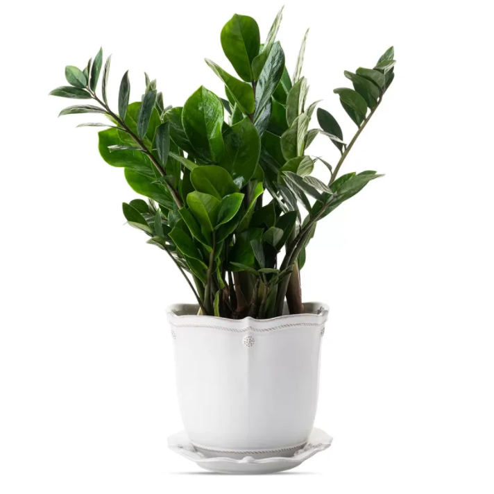 #size_7" | Berry & Thread Whitewash Planter & Saucer