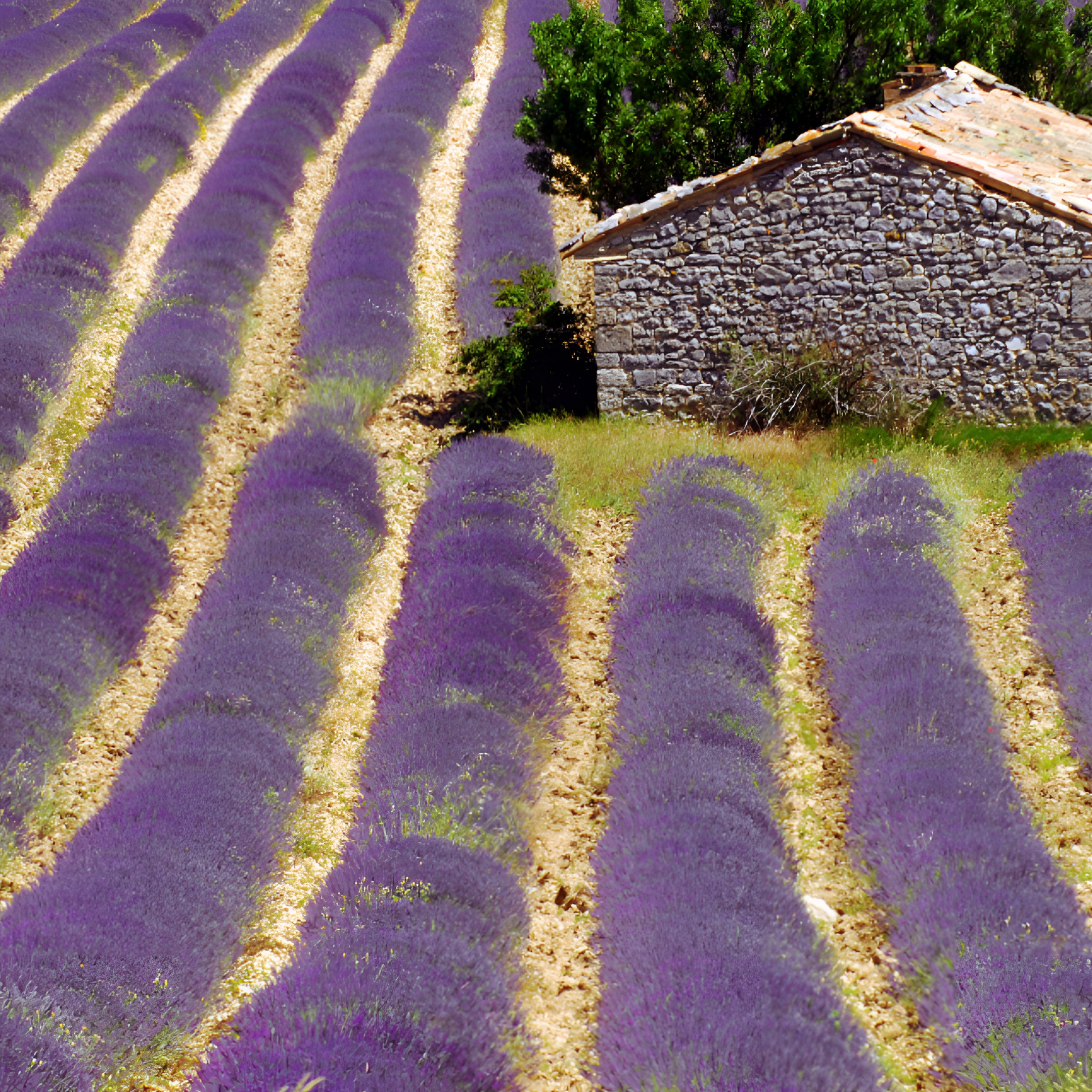 The French Farm: Jean Dubost, Laguiole, & More