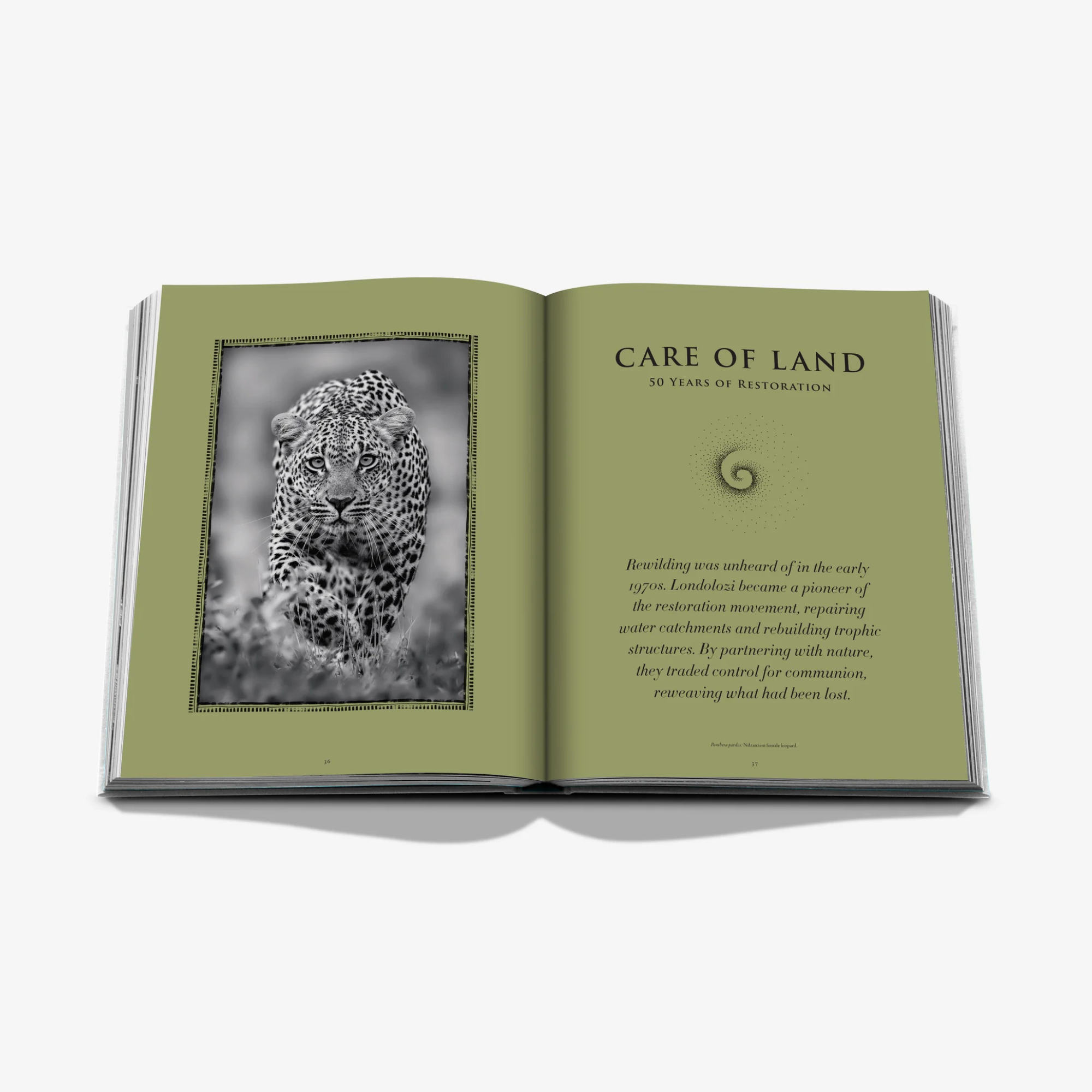 Londolozi: The Safari That Changed Everything