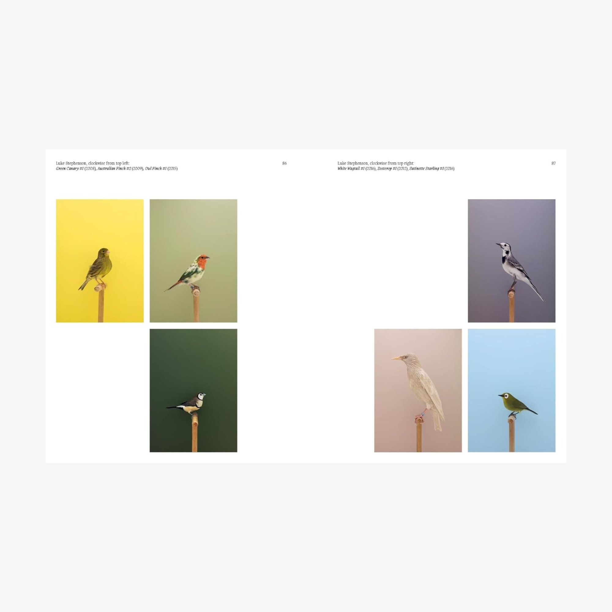 Aviary: The Bird in Contemporary Photography