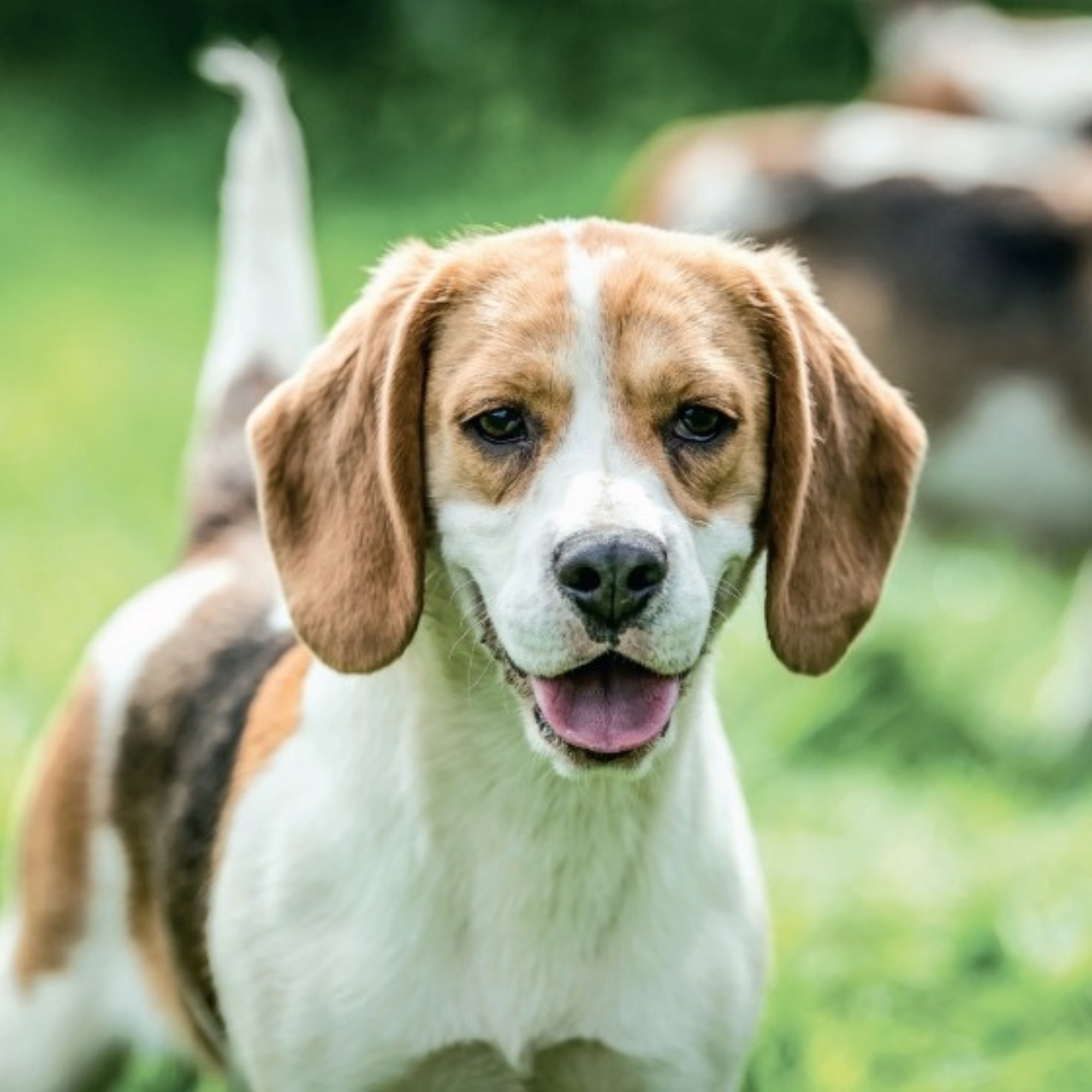 Country Life's Book of Dogs