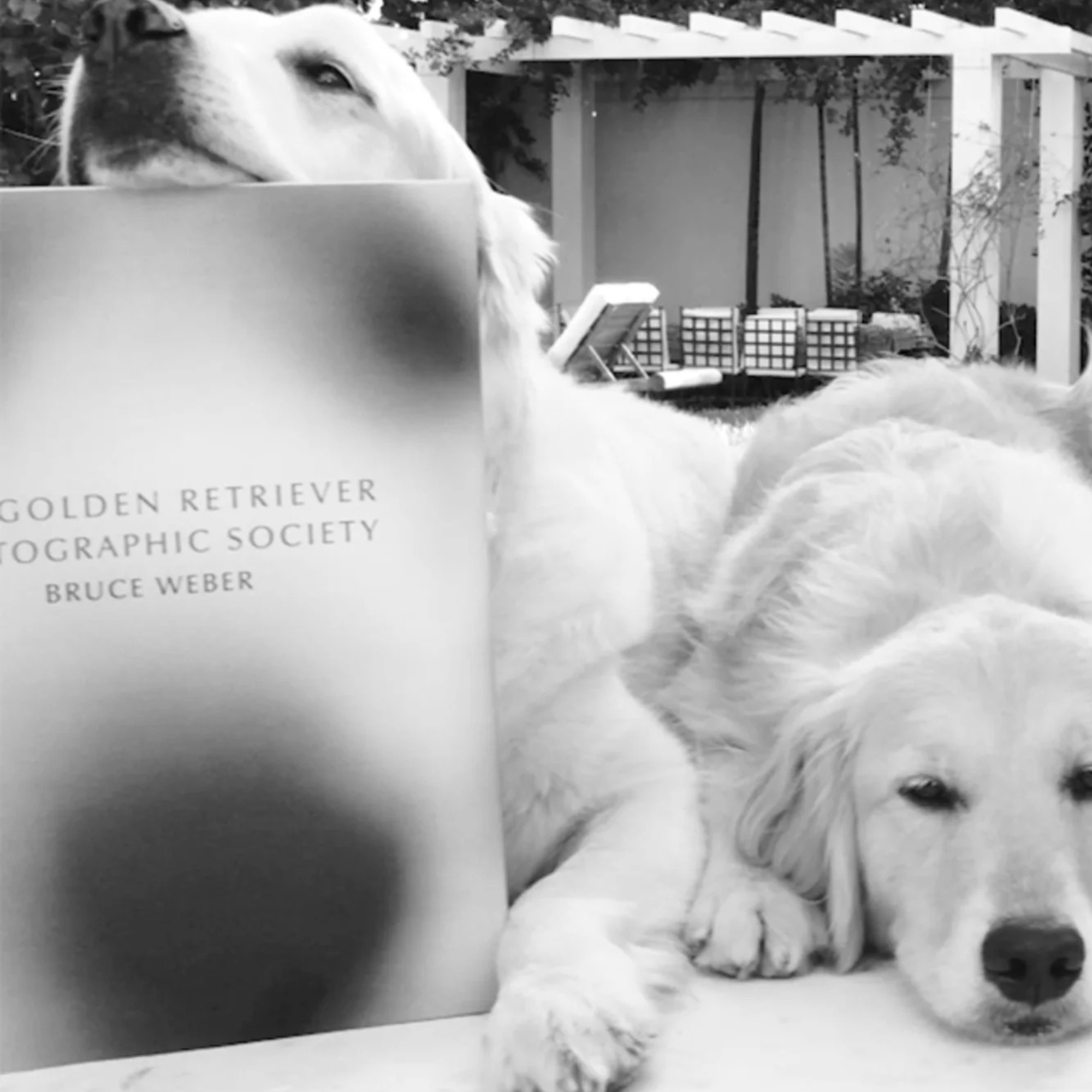 Bruce Weber: The Golden Retriever Photographic Society