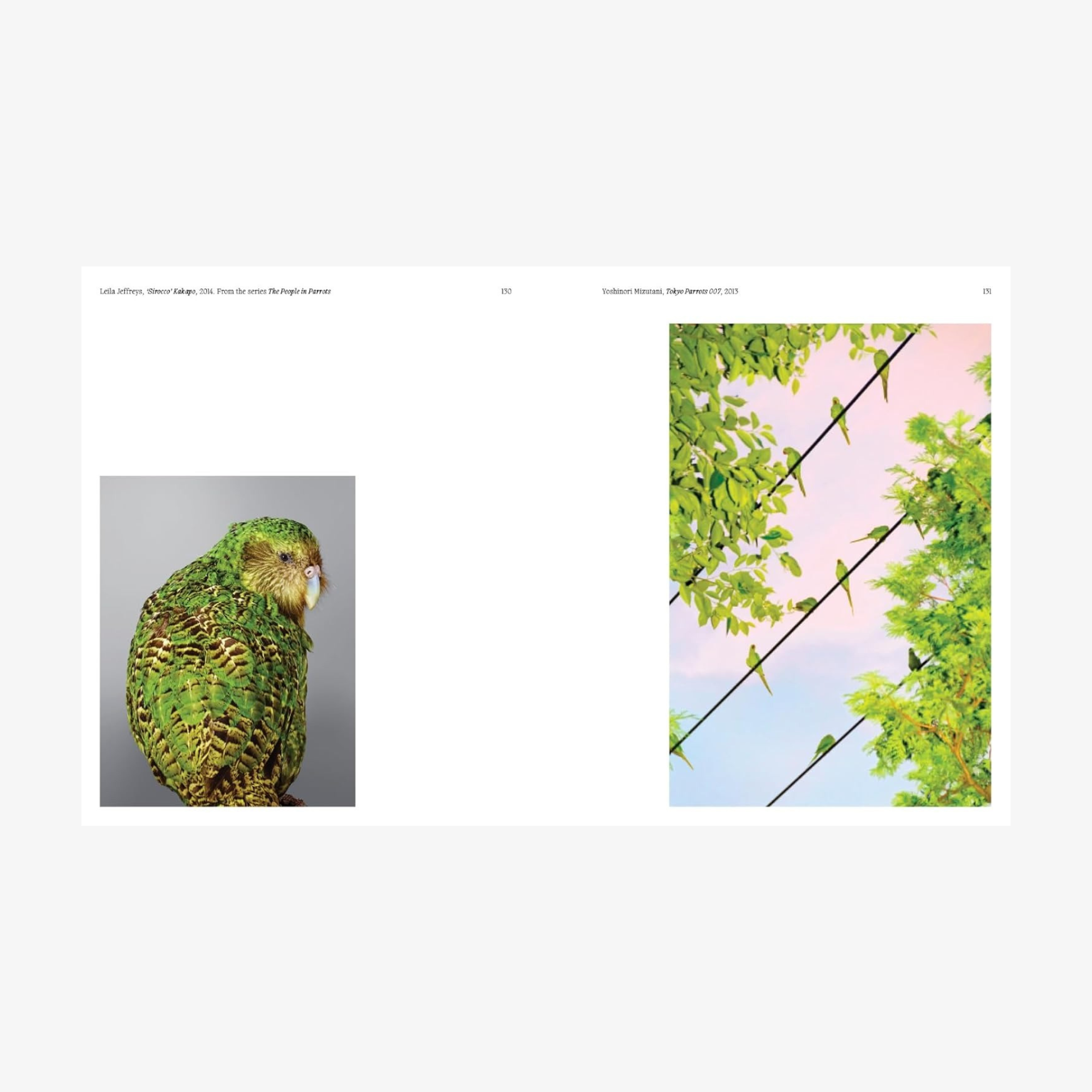 Aviary: The Bird in Contemporary Photography