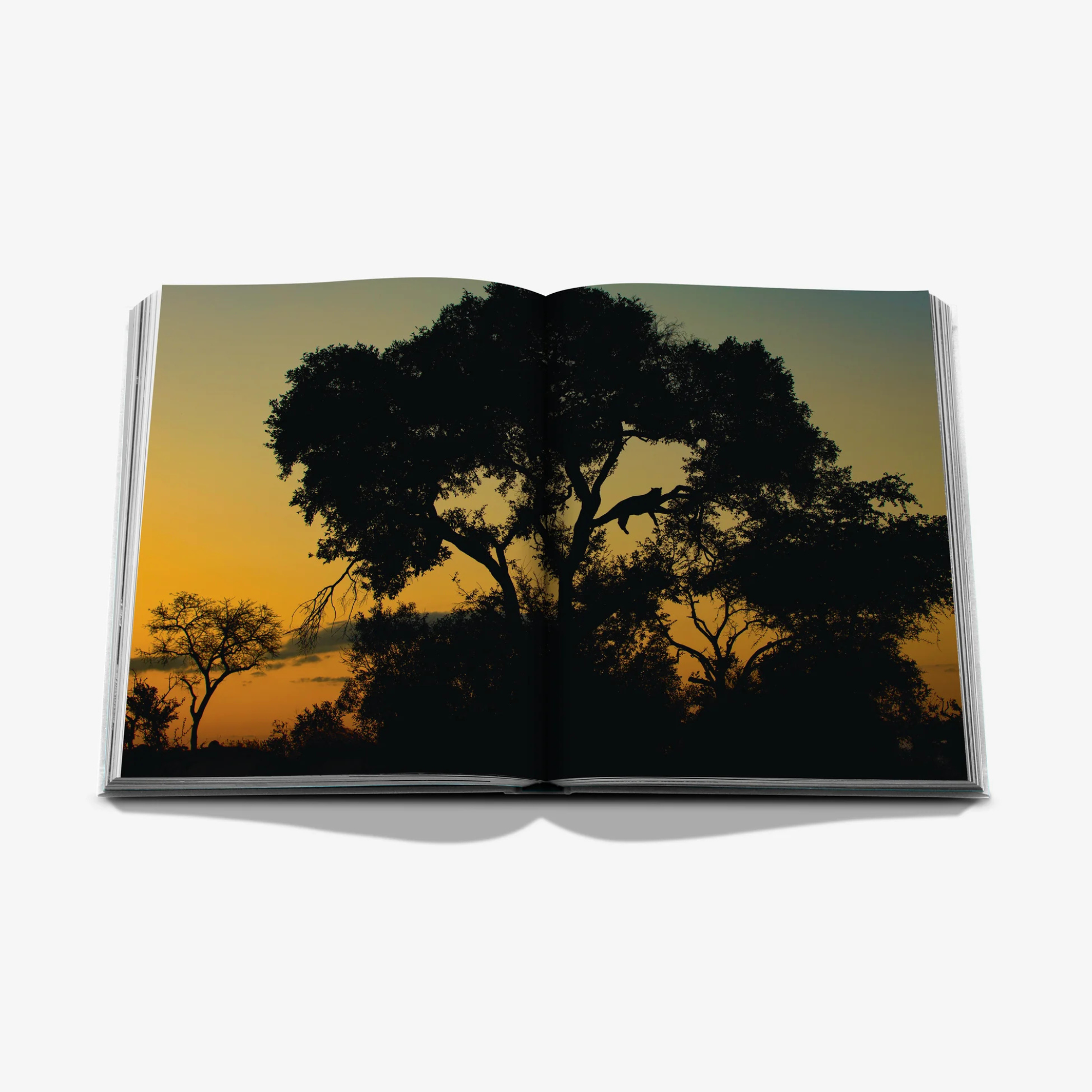 Londolozi: The Safari That Changed Everything