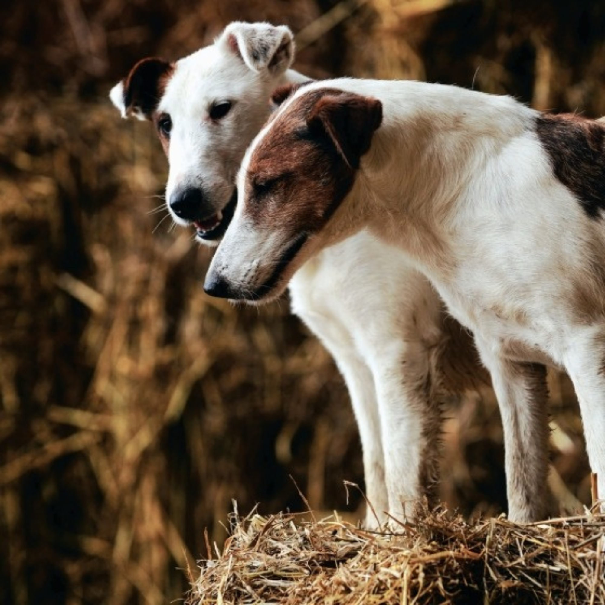 Country Life's Book of Dogs
