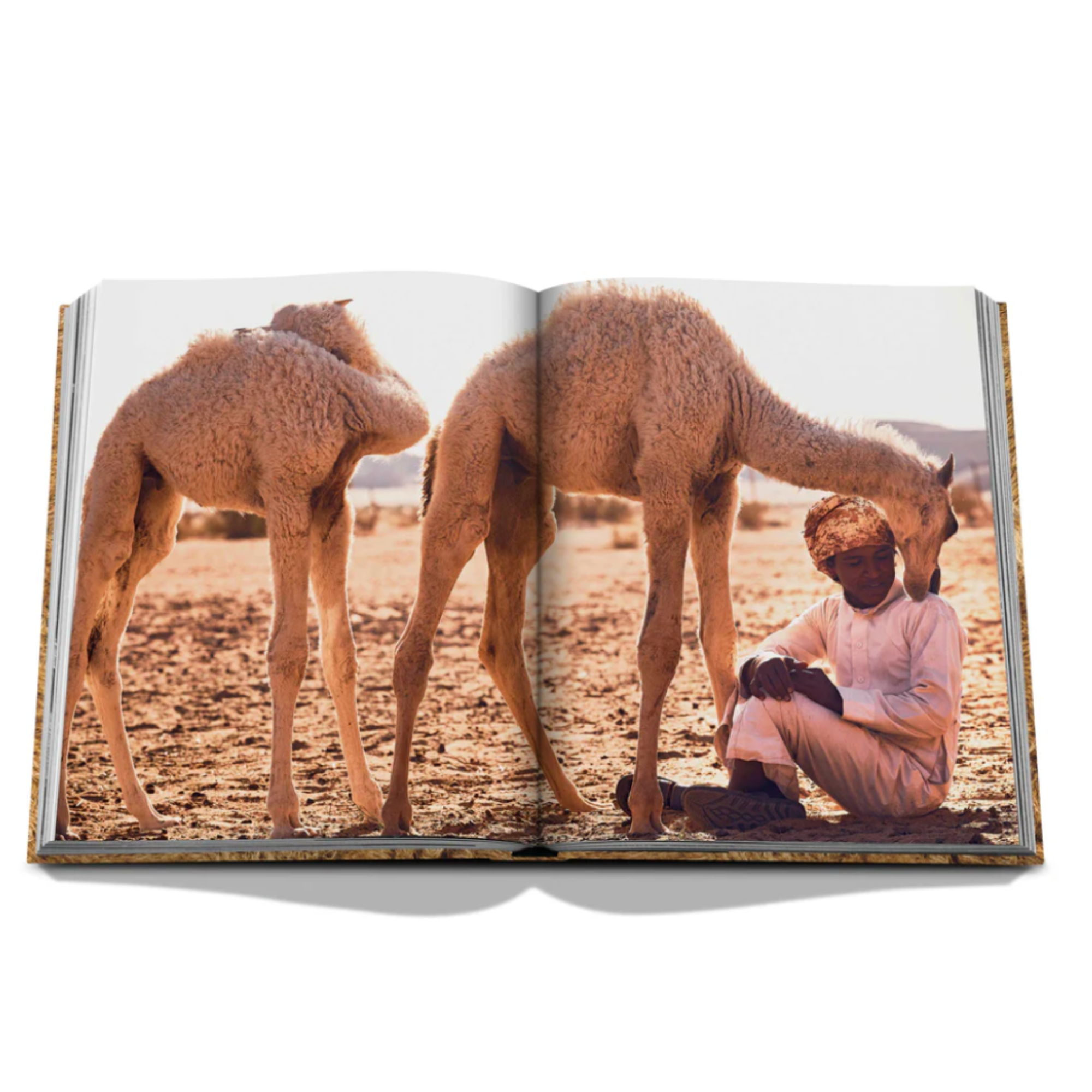 Camels from Saudi Arabia: Kingdom of Saudi Arabia Series, Ultimate Edition