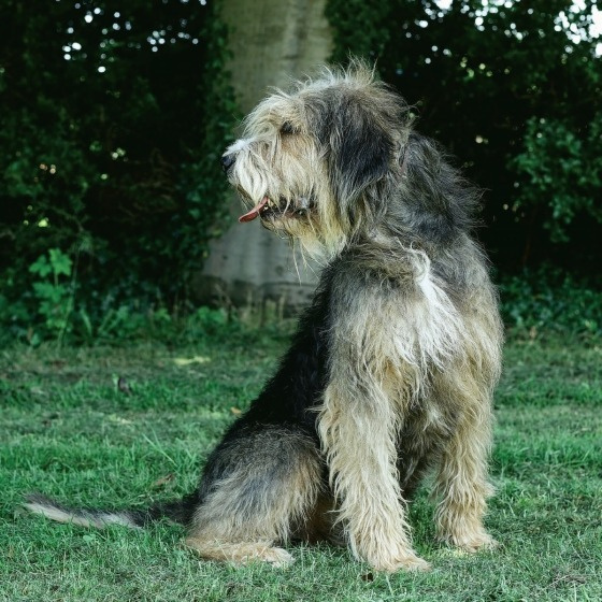 Country Life's Book of Dogs