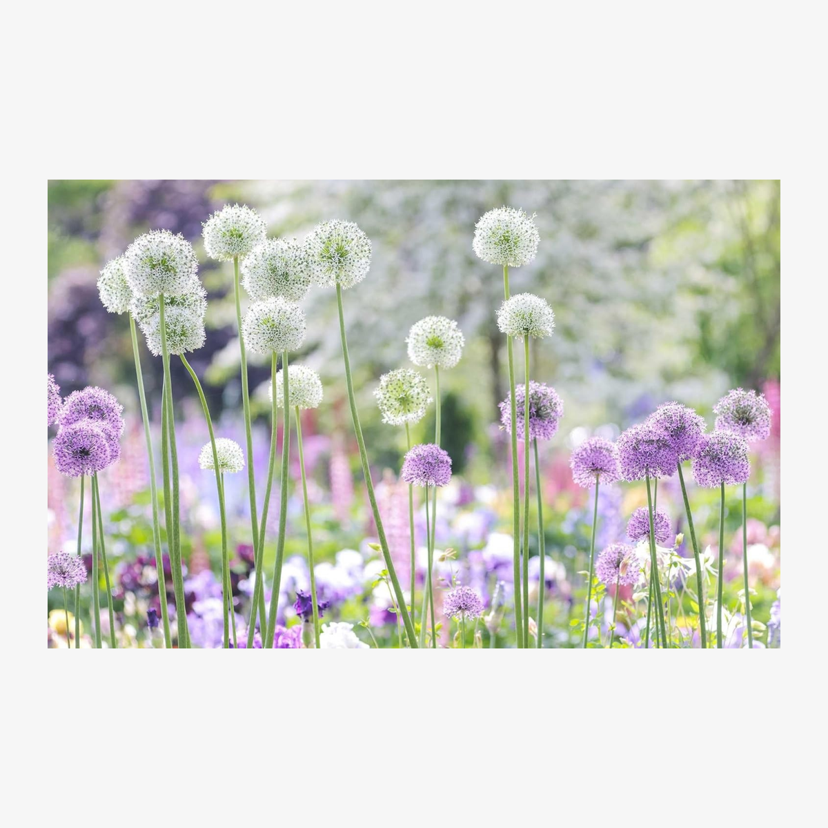 Beautiful Blooms: A Photographic Celebration
