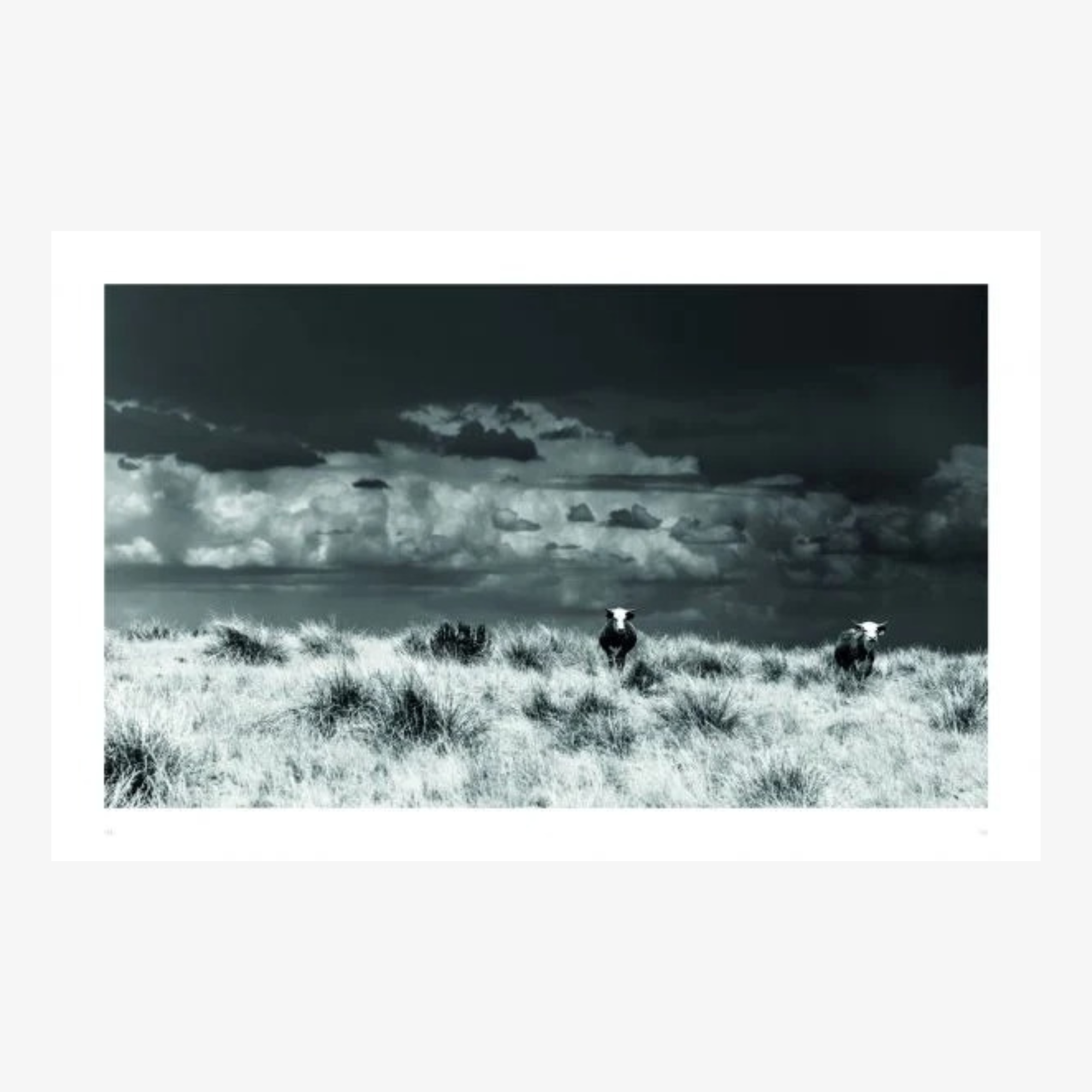 West: The American Cowboy