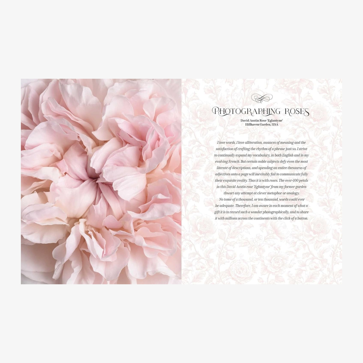 Beautiful Blooms: A Photographic Celebration