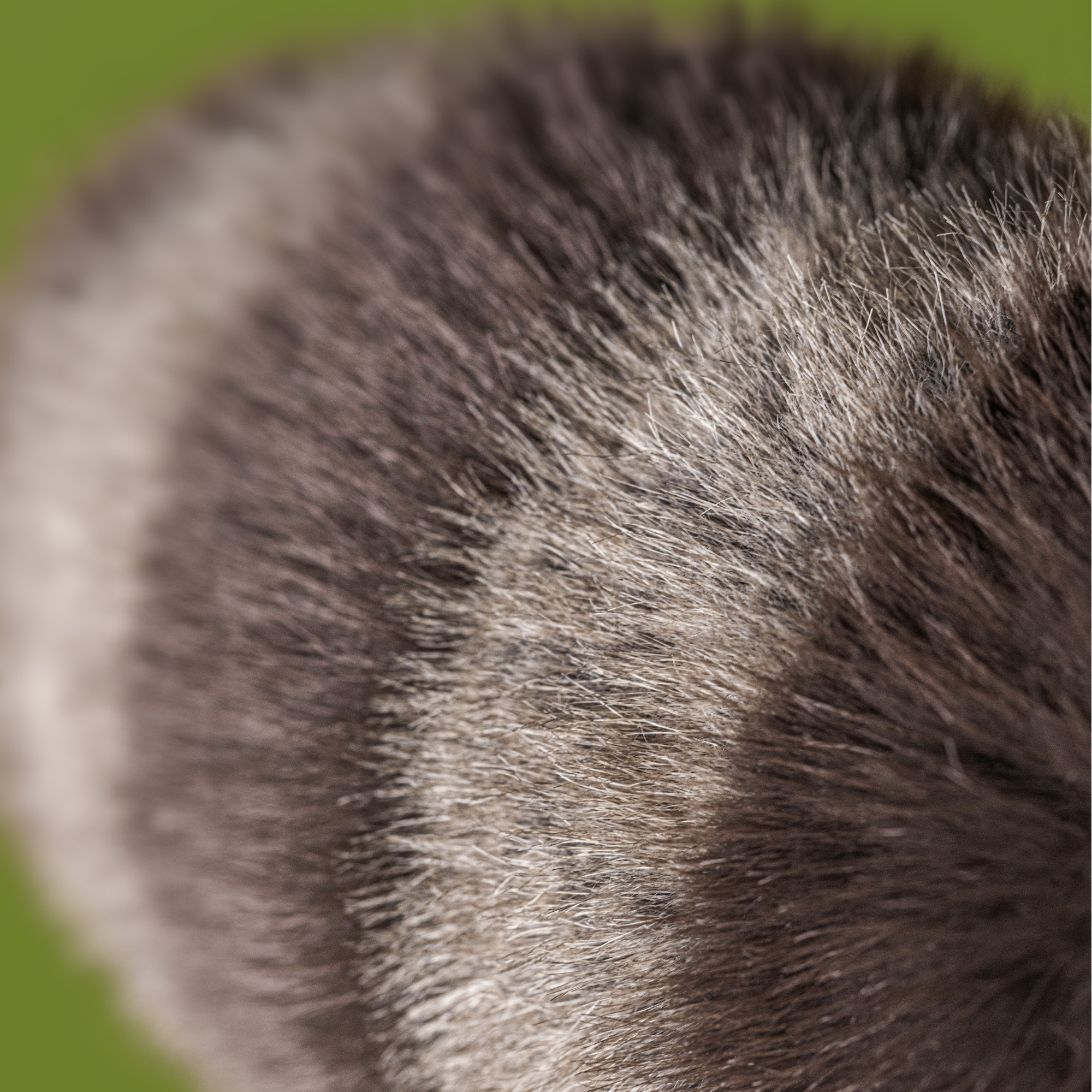 Trixiwoo Raccoon