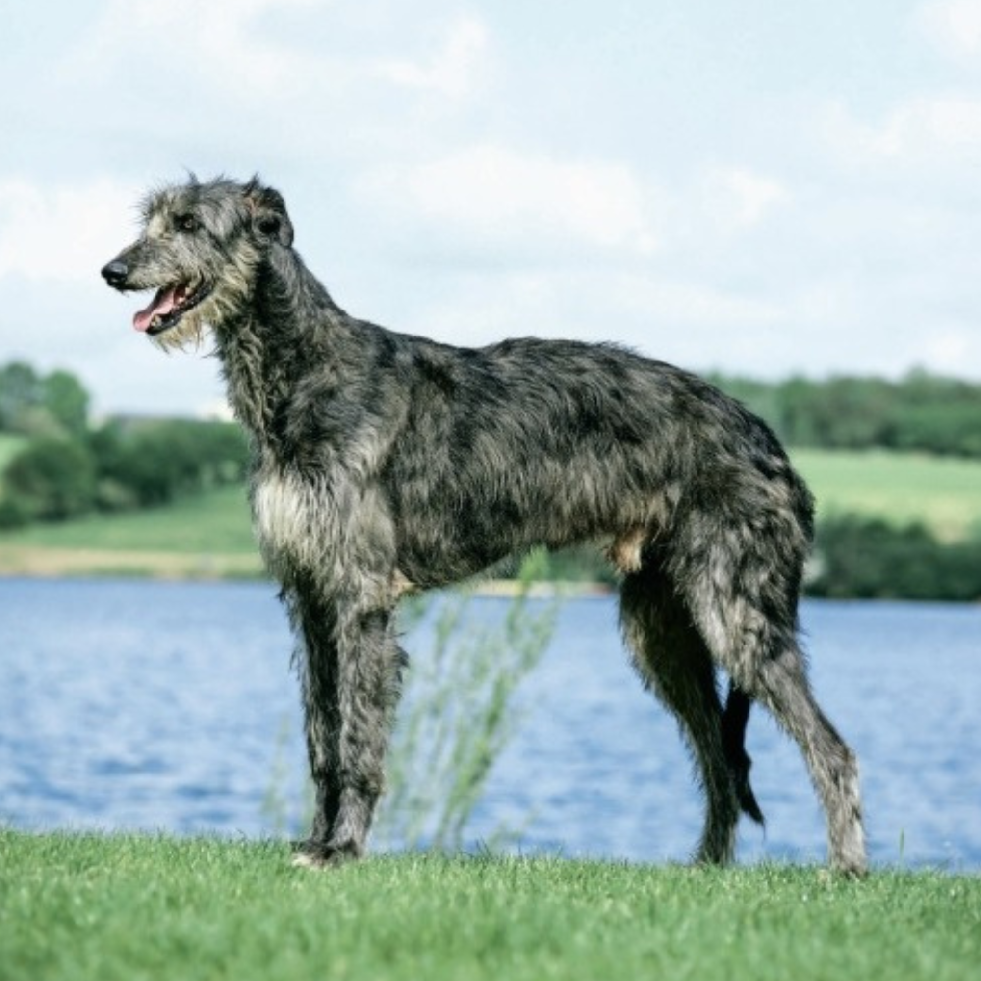 Country Life's Book of Dogs