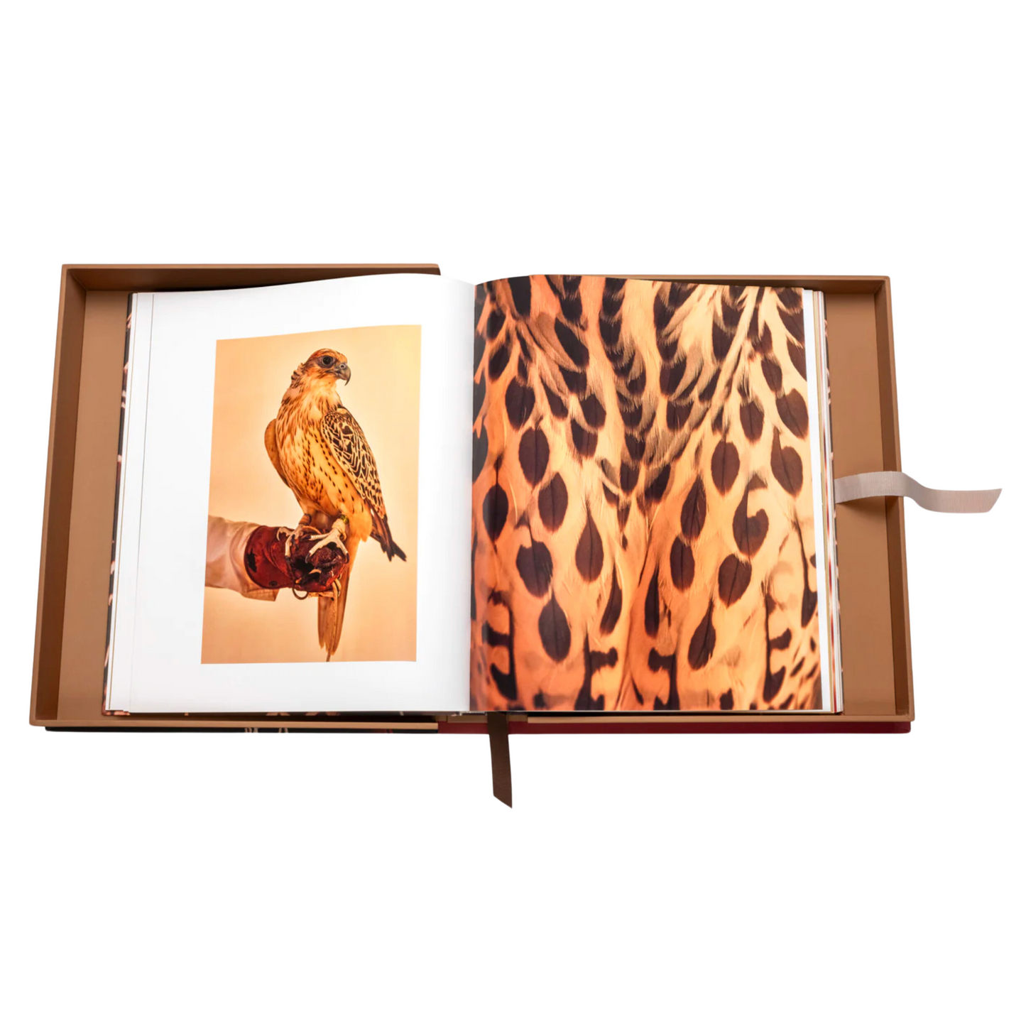 Falcons of Saudia Arabia - Ultimate Collection