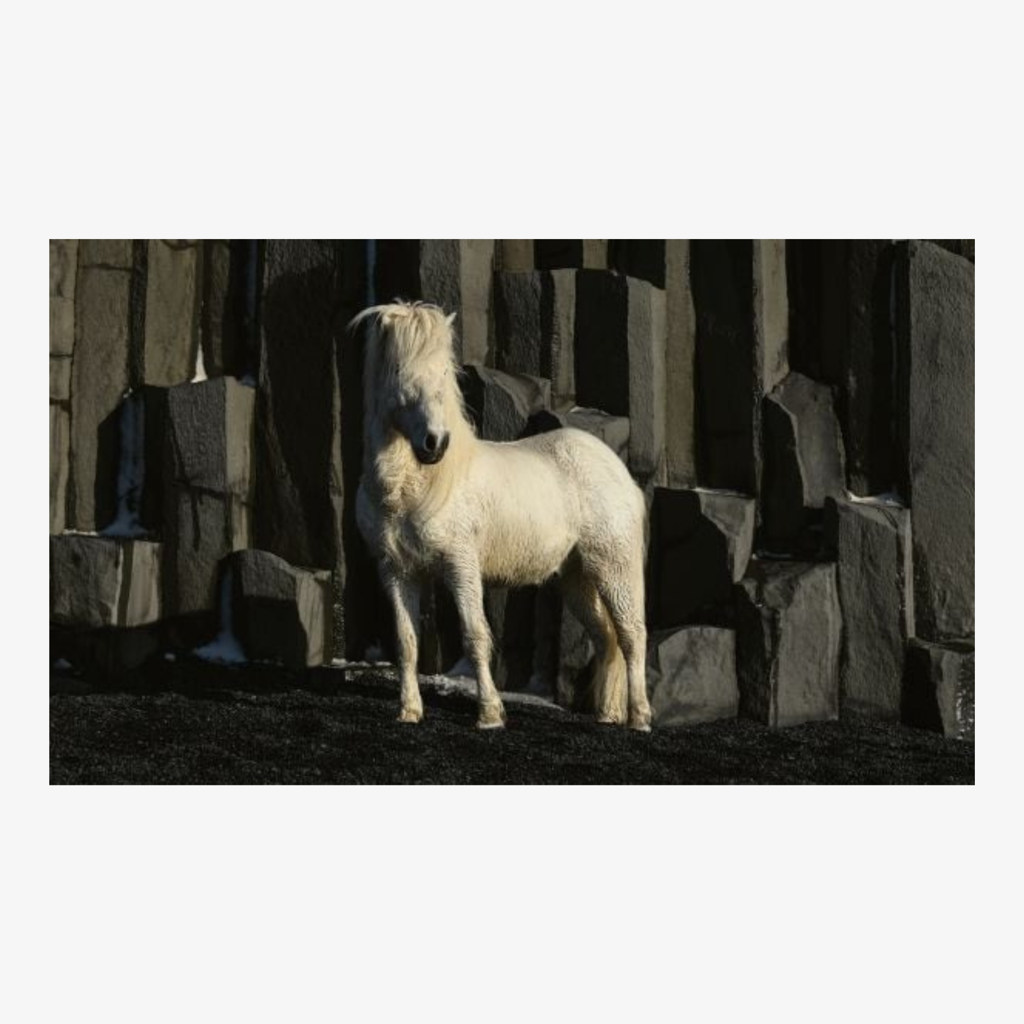 In The Land of Fire and Ice: Horses of Iceland