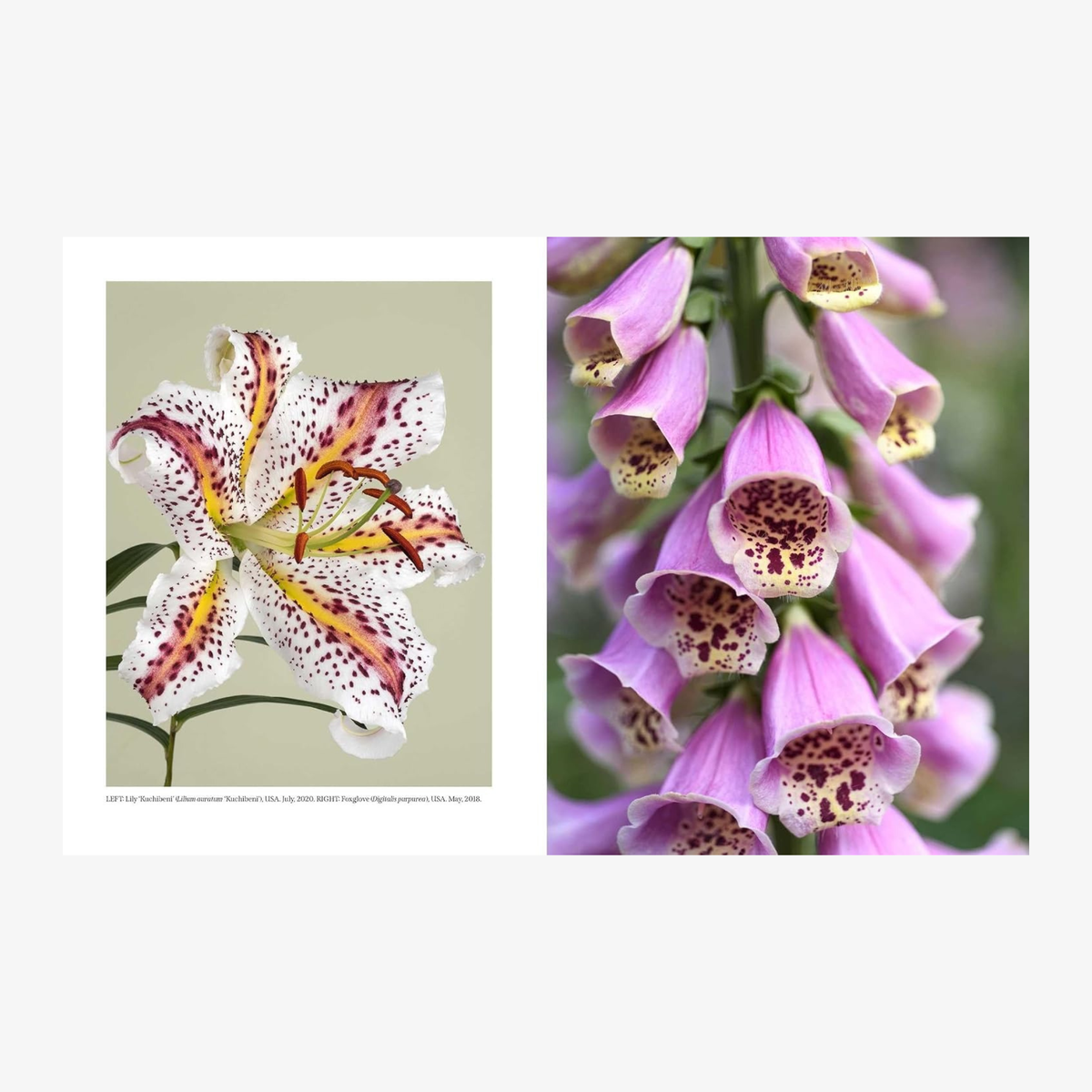 Beautiful Blooms: A Photographic Celebration