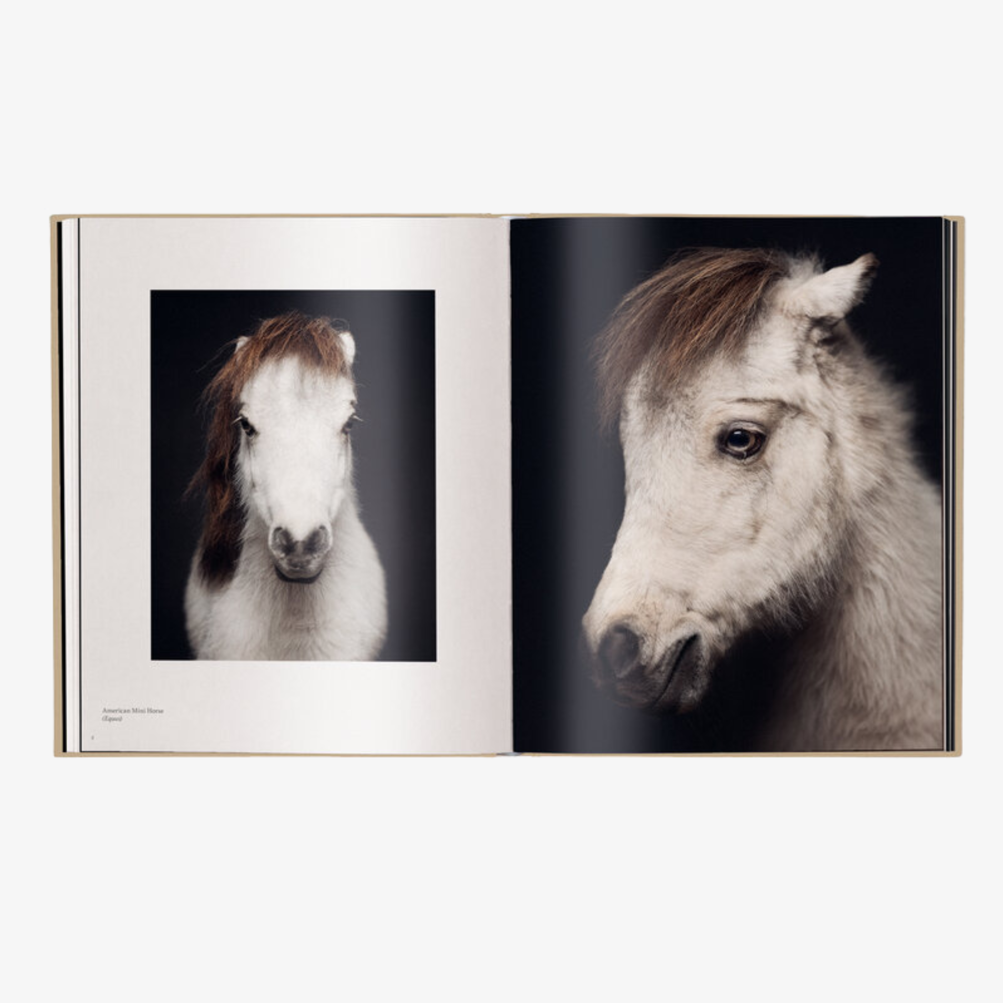 Between Us: Animal Portraits