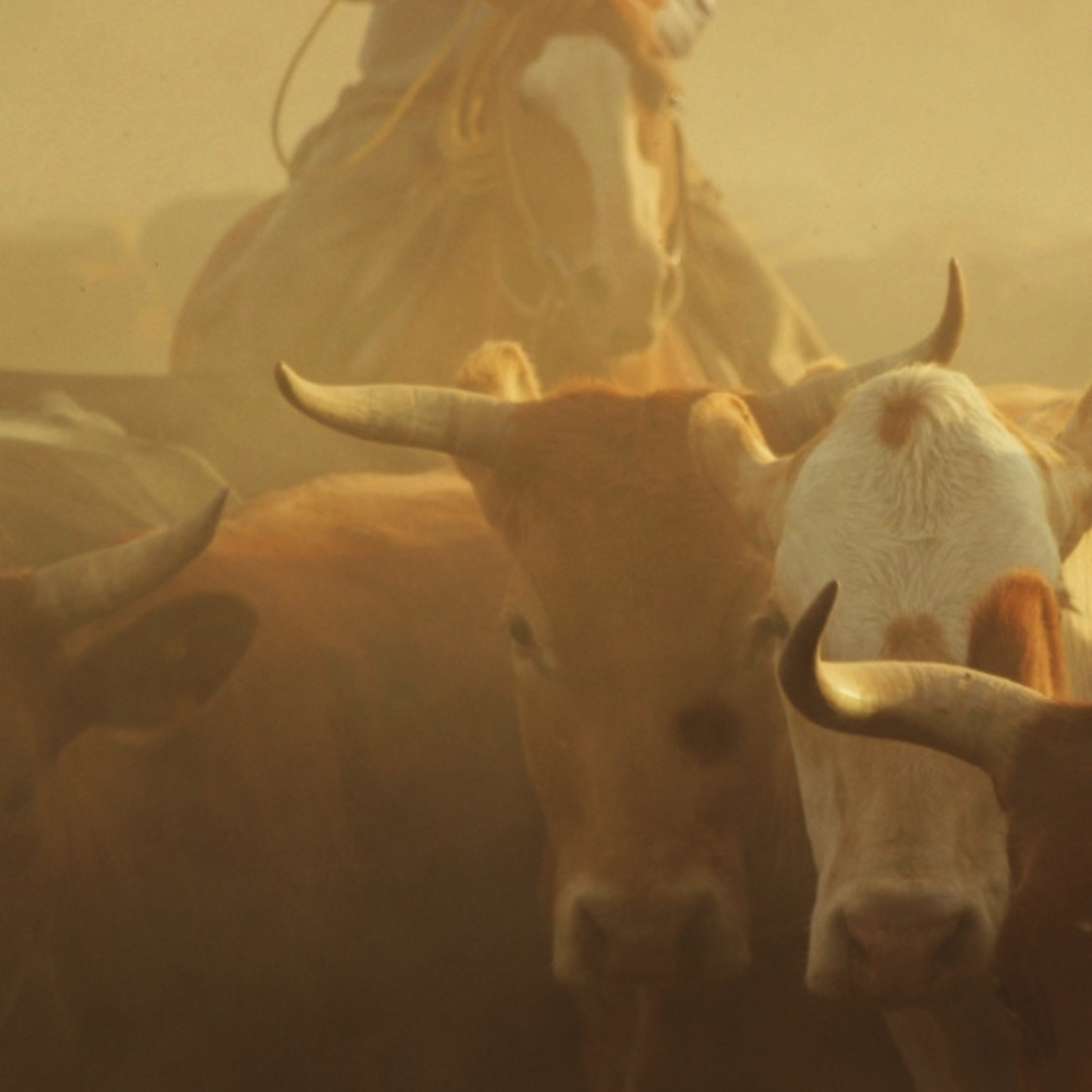 Ranchlands: By the Land, For the Land